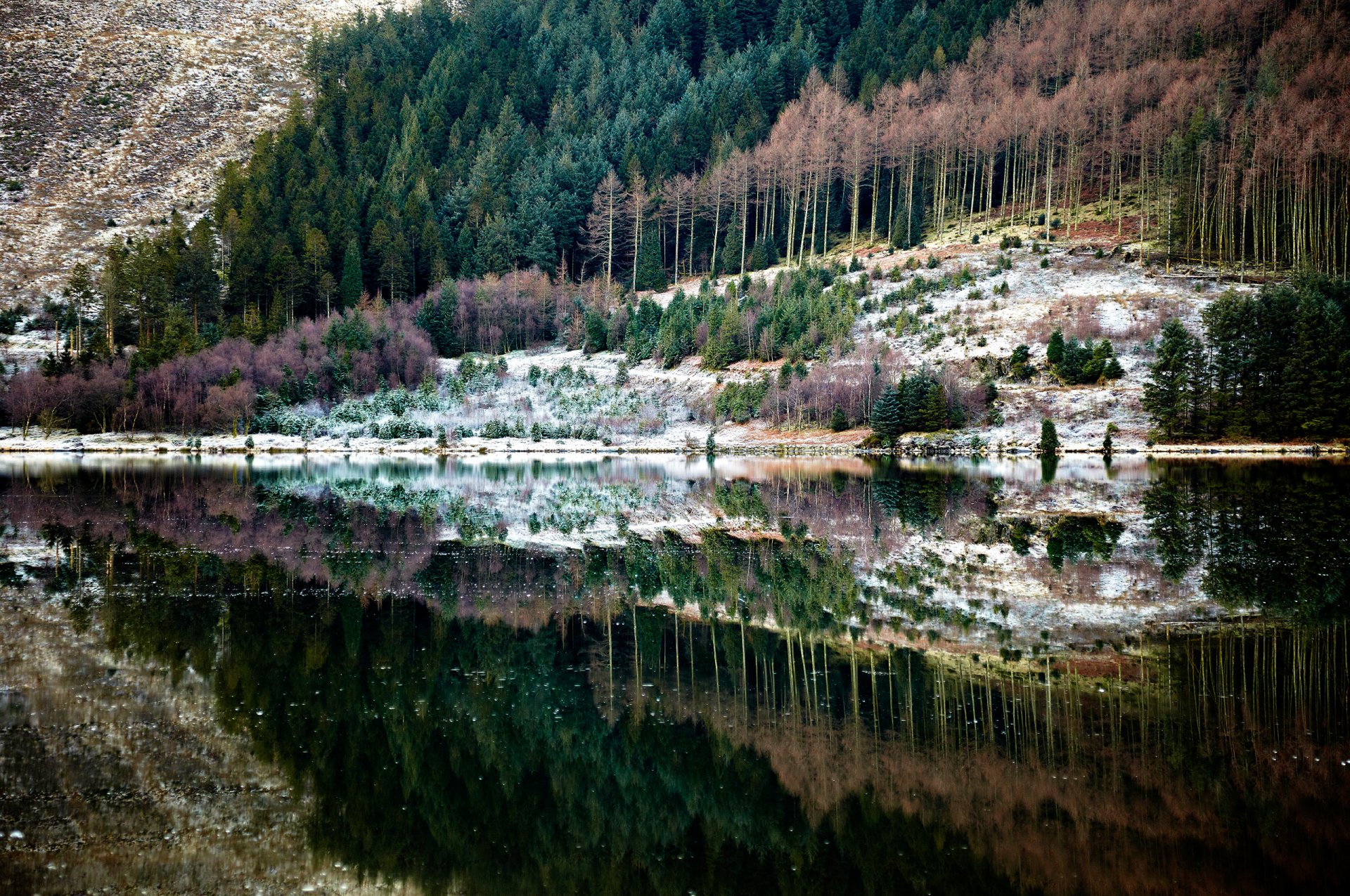 nature forest river reflection