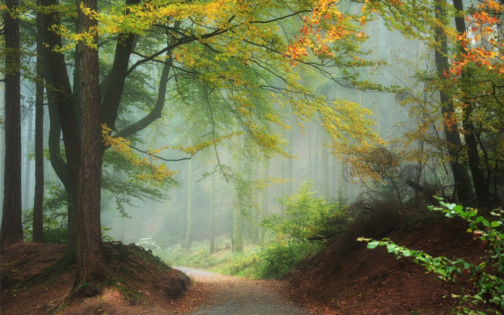 wald bäume natur