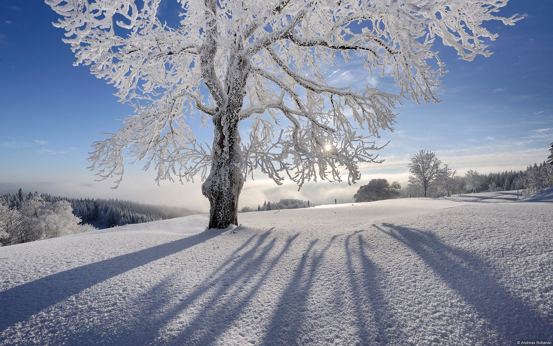 schnee sonne baum