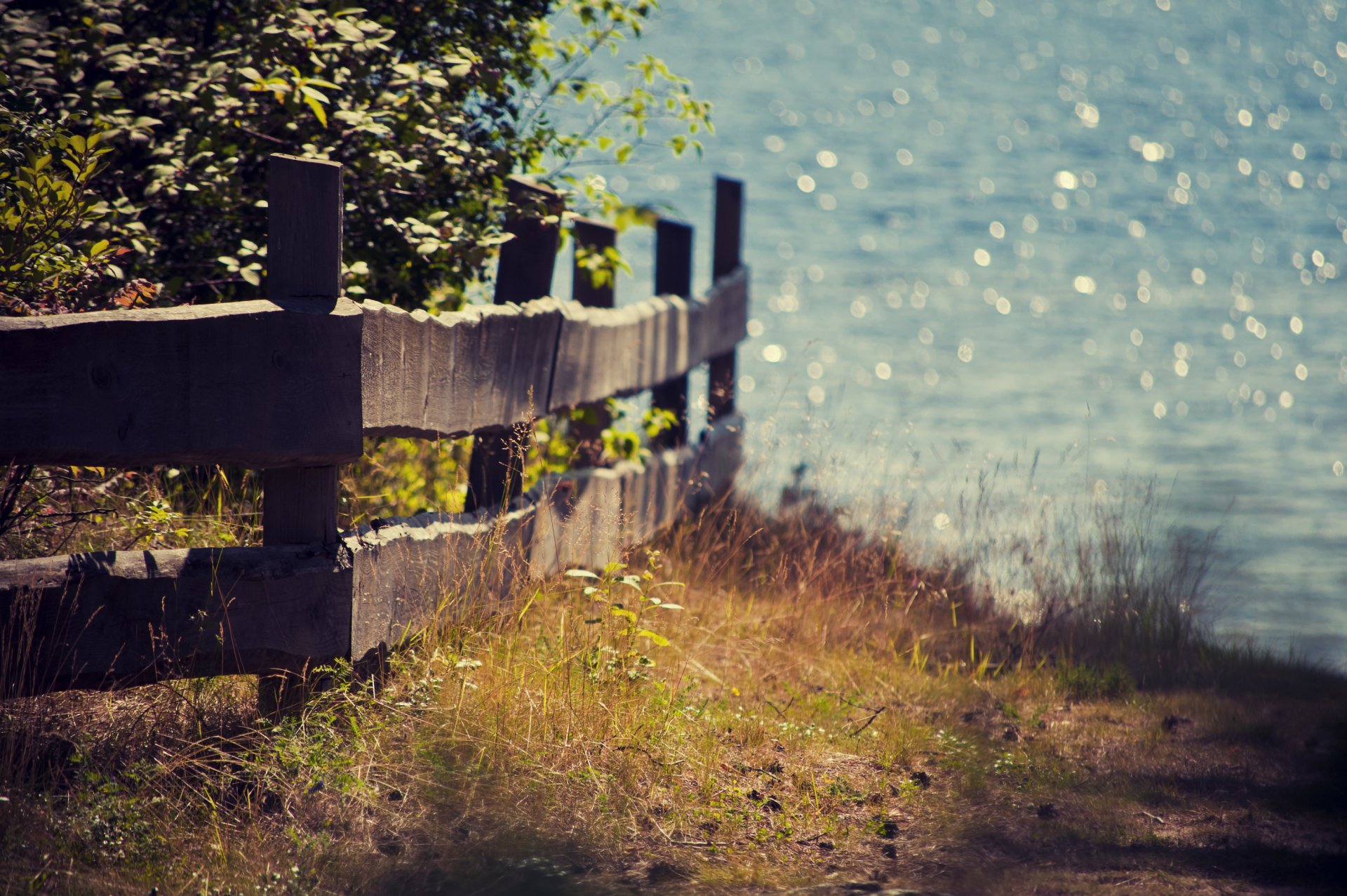 zaun zaun pflanzen licht sommer natur bokeh