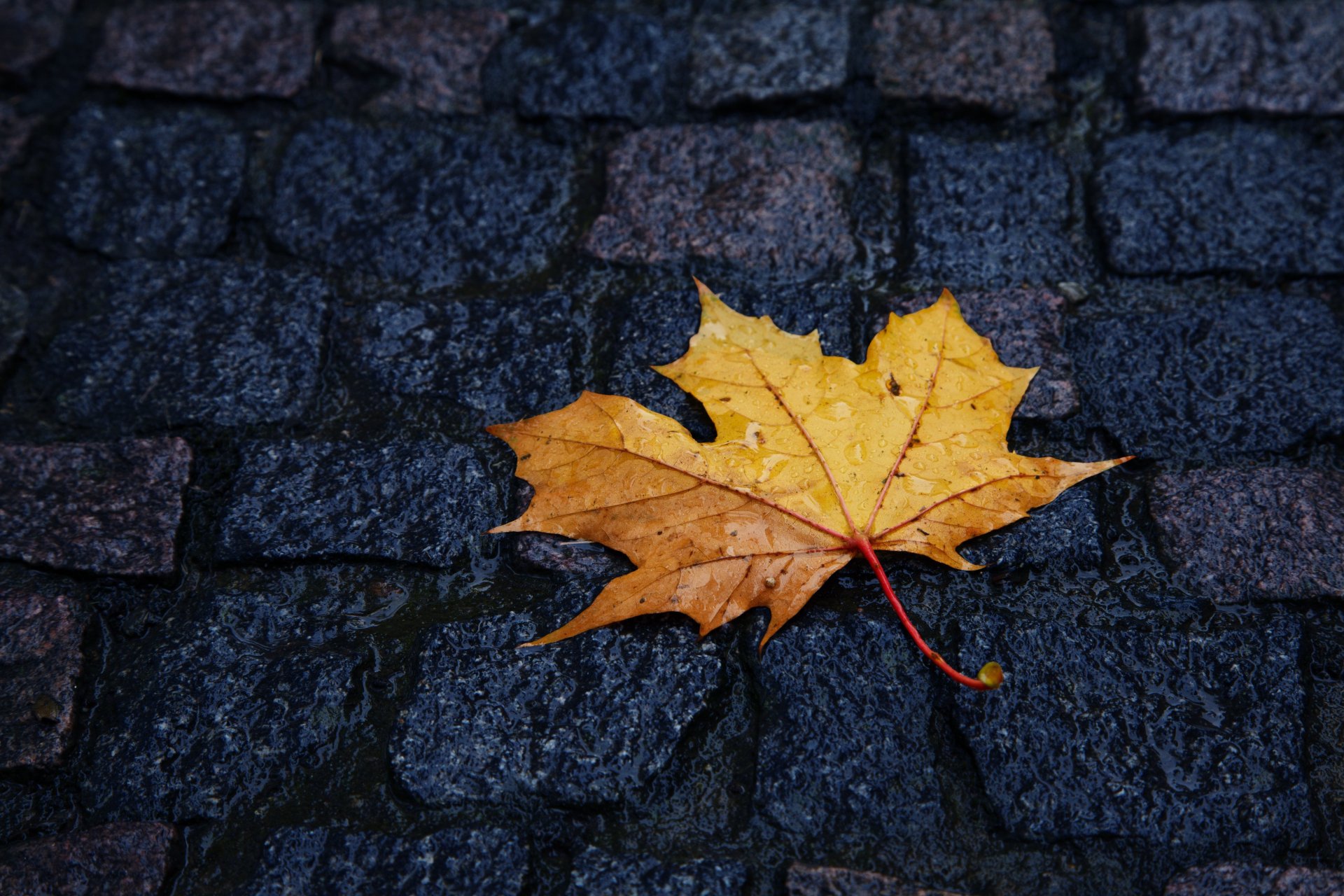 herbst gelb blatt liegt pflastersteine regentropfen