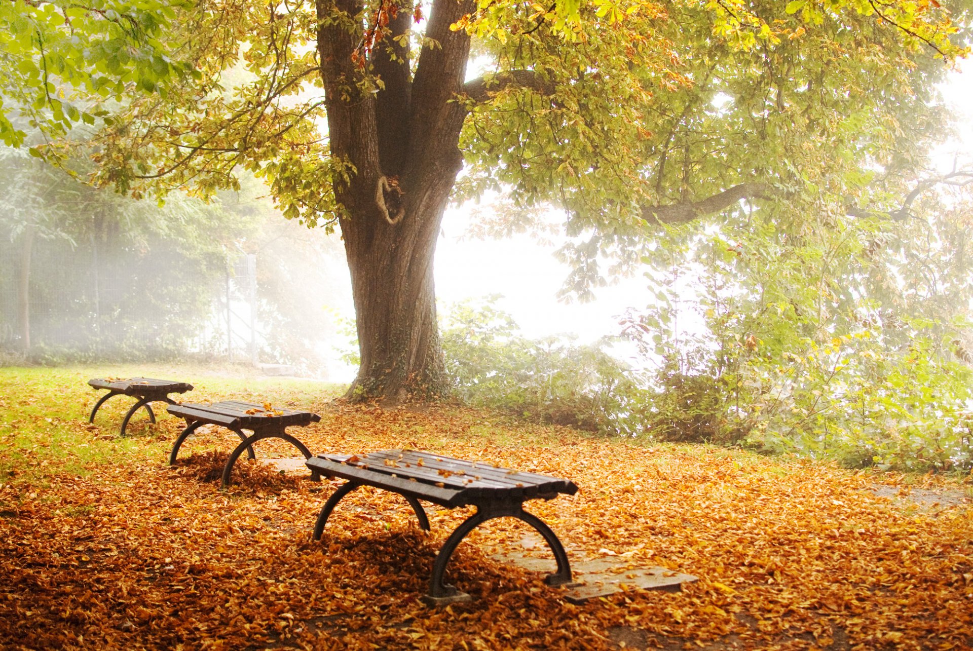 natur herbst park baum bänke laub