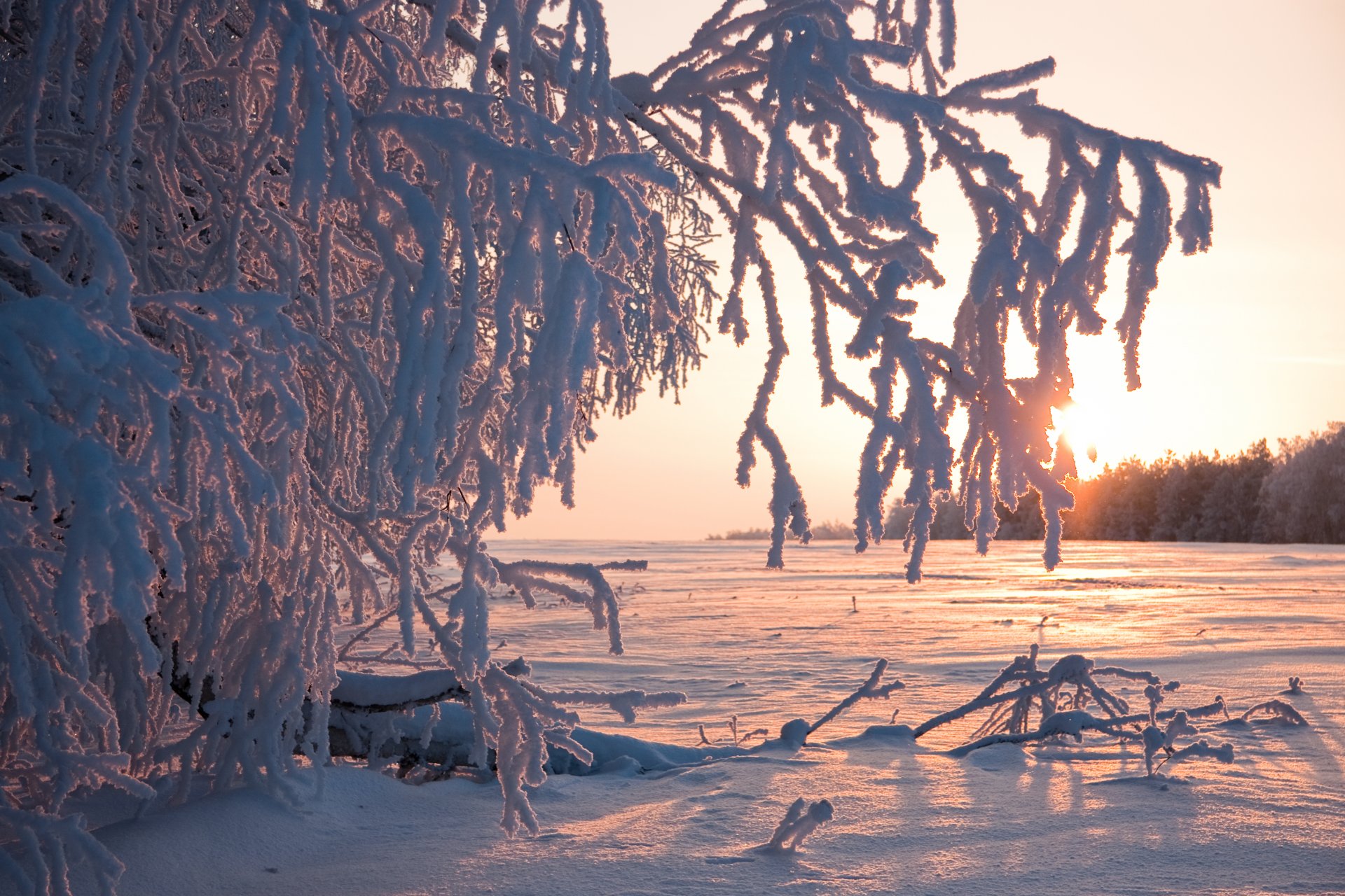 alberi neve gelo inverno sole