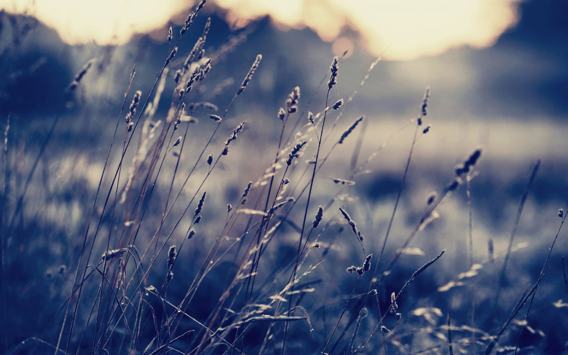 gras grashalme sonnenuntergang