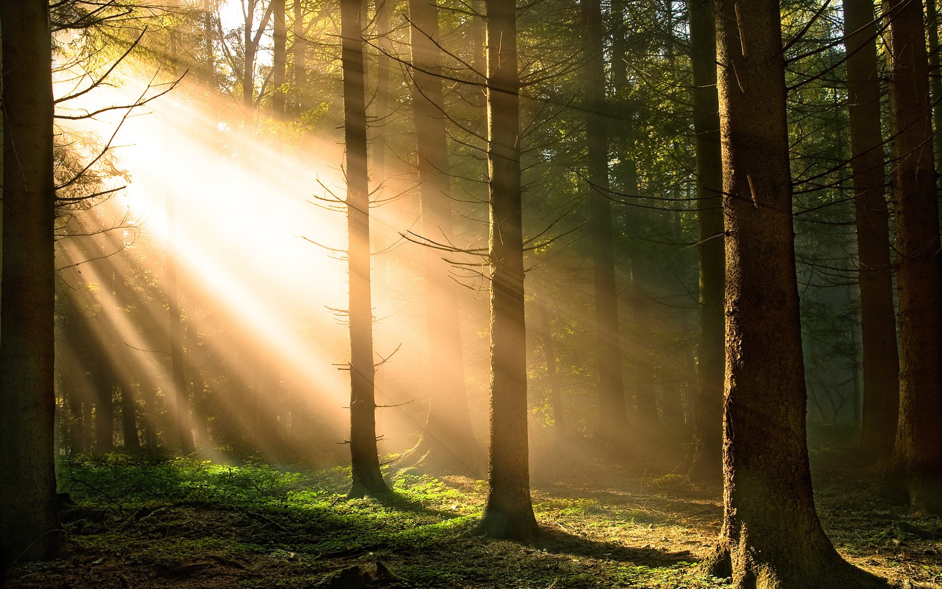 wald bäume sonne