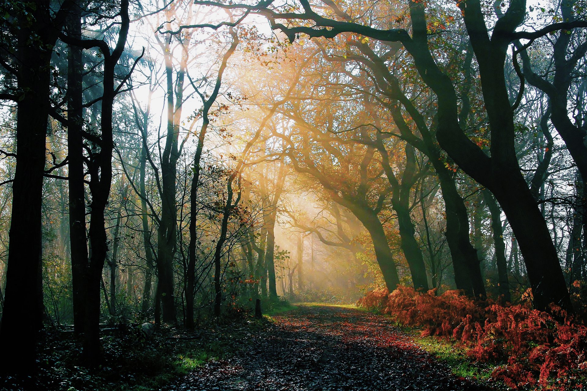 naturaleza bosque mañana otoño después de la lluvia carretera luz rayos