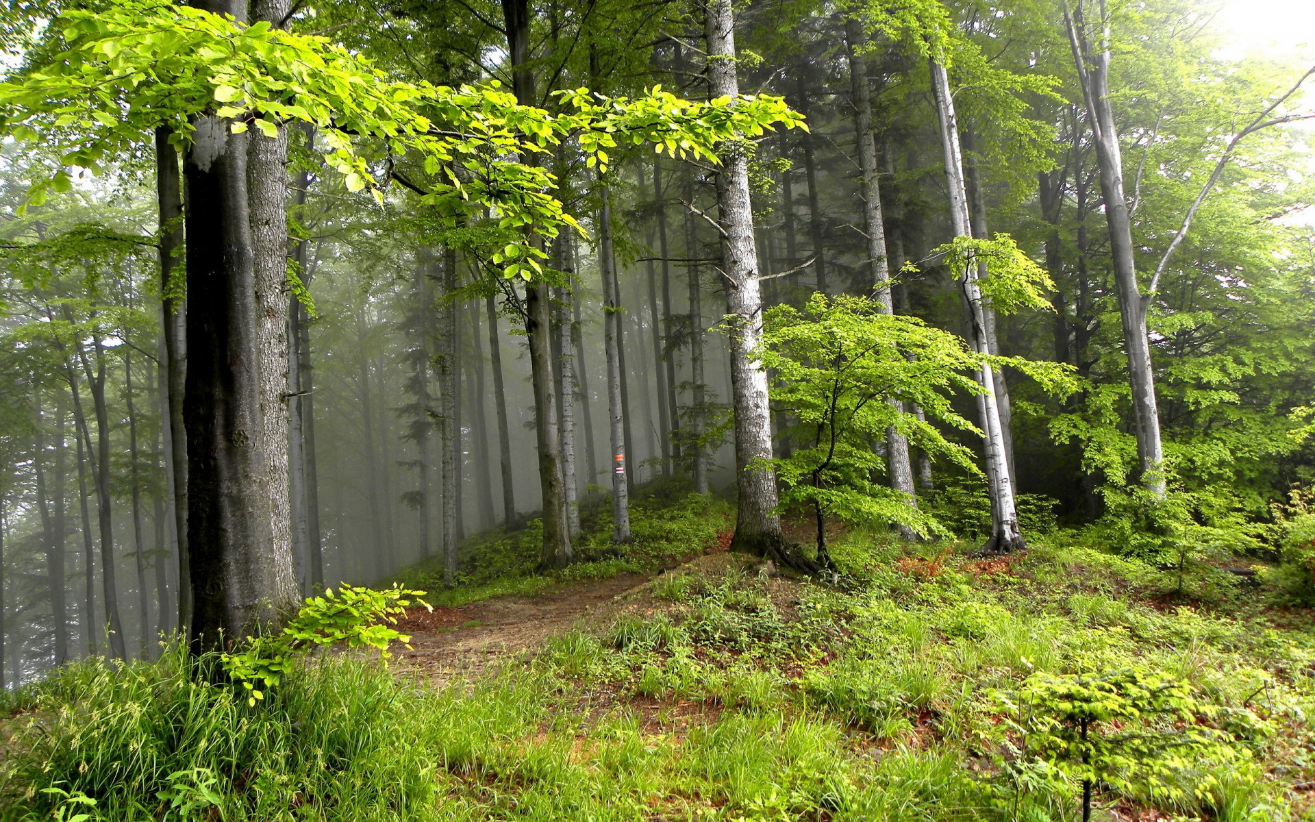 verano bosque árboles paisaje naturaleza