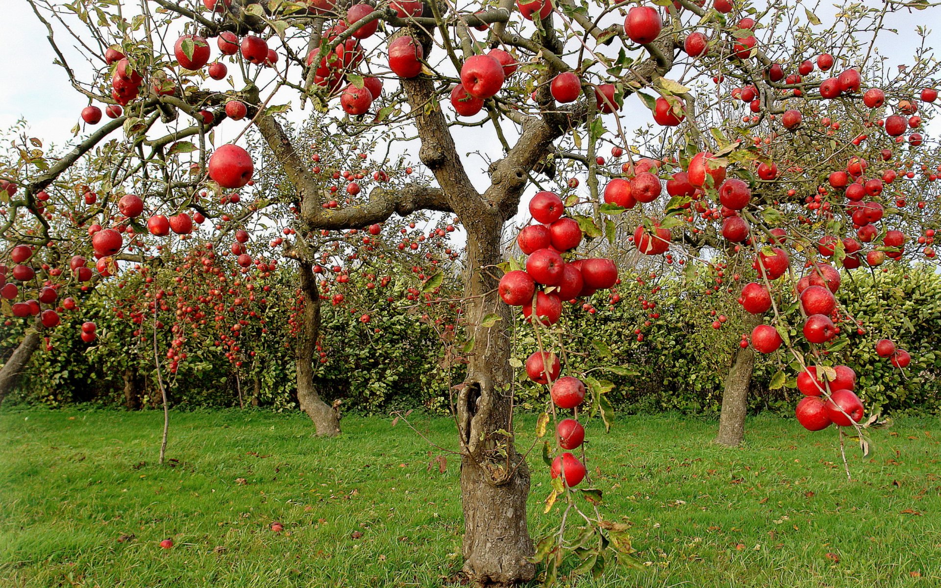 pommiers pommes automne