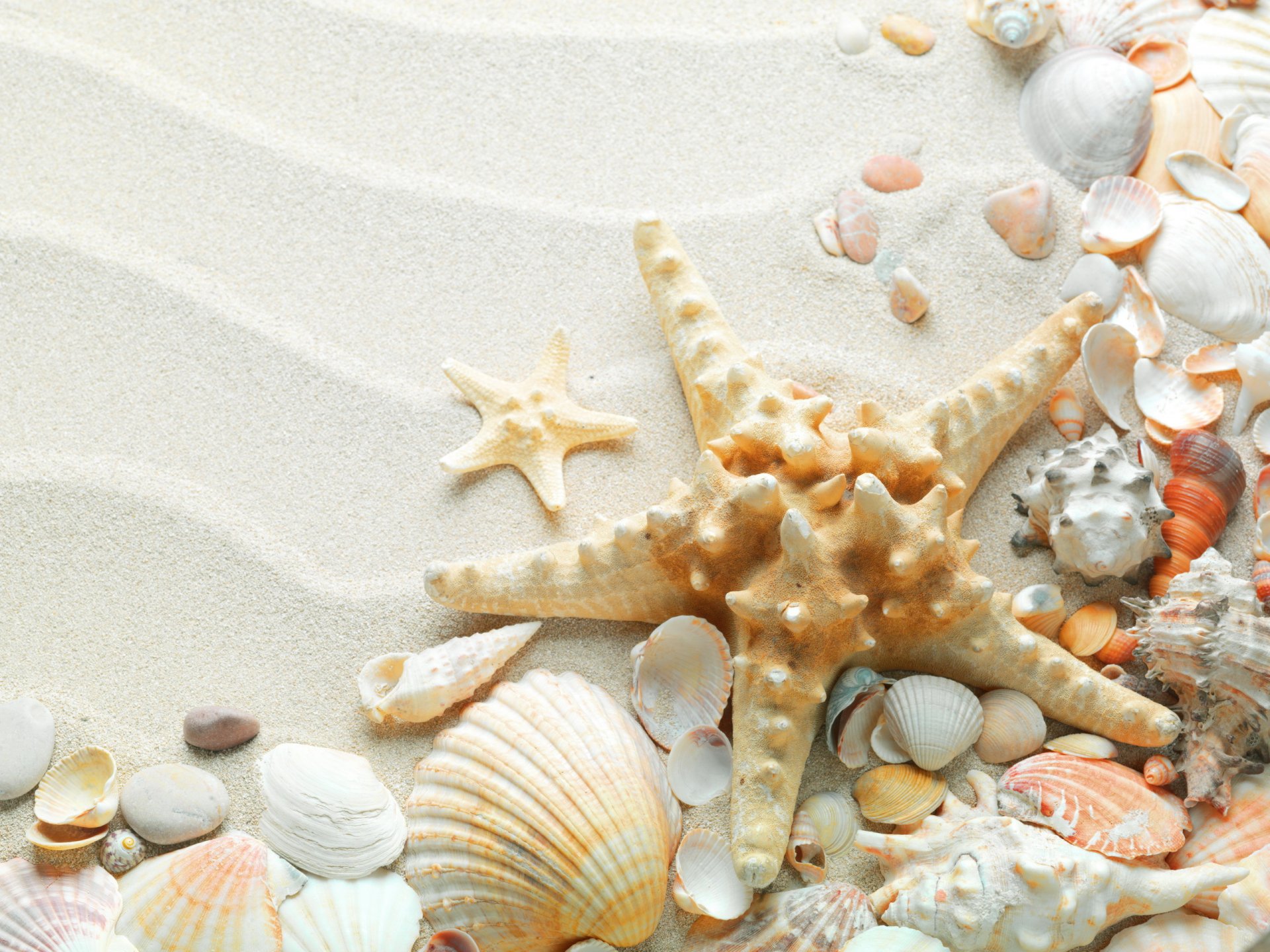 stern muscheln schön sand strand meer sommer ozean natur seestern muscheln