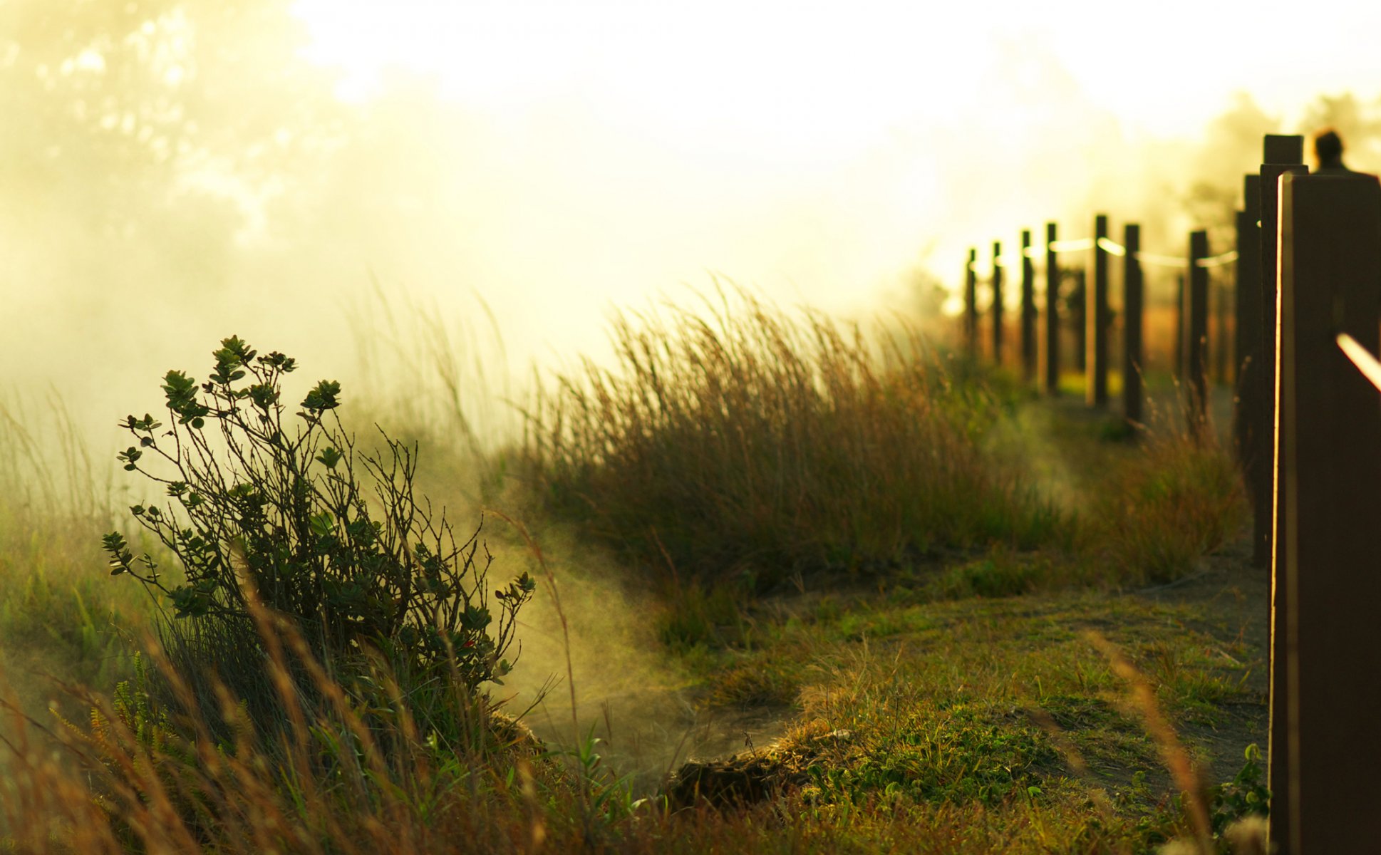 hecke zaun gras grün büsche licht morgen morgendämmerung sonne nebel bäume ort