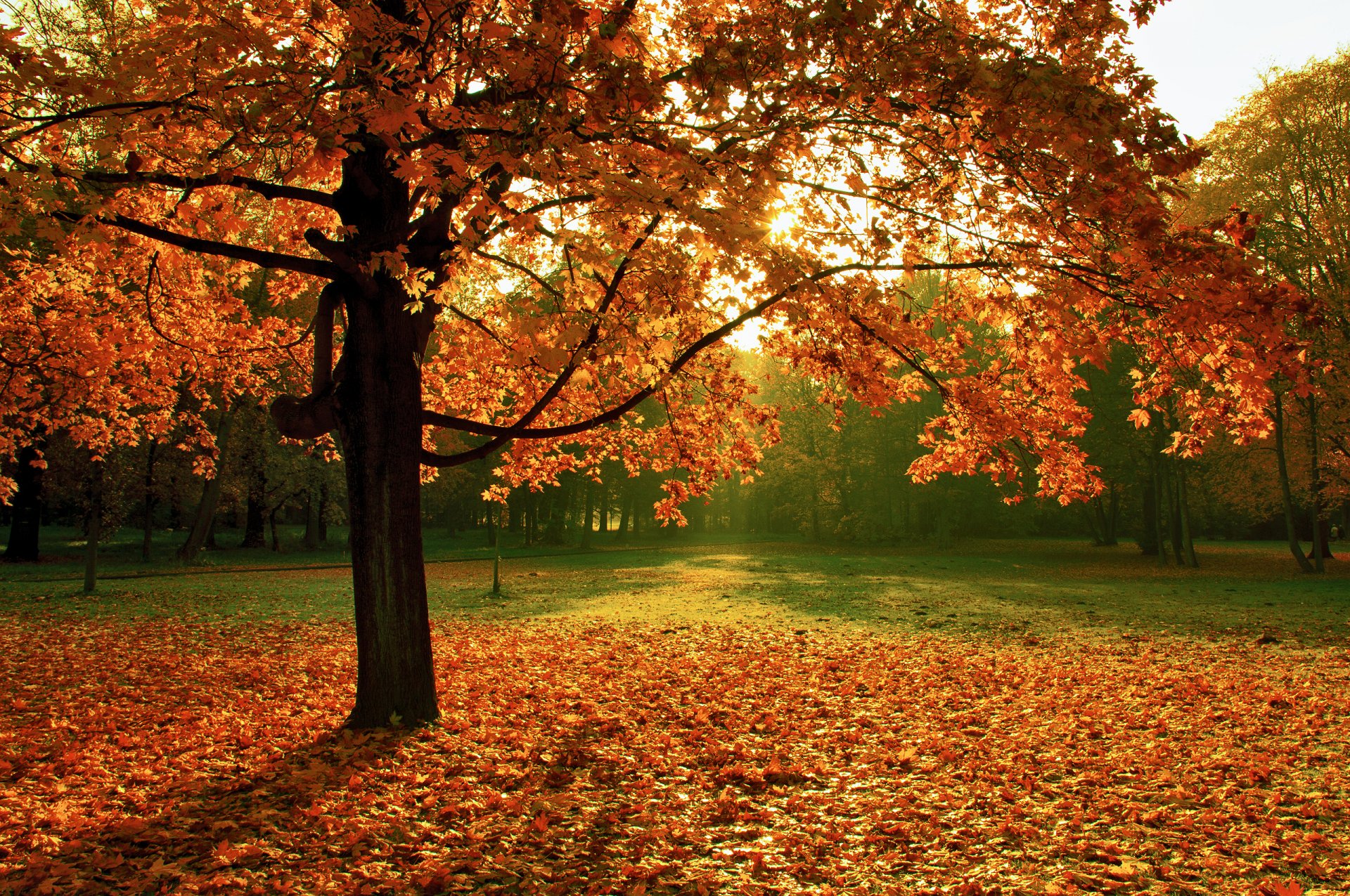 natura drzewo jesień liście park