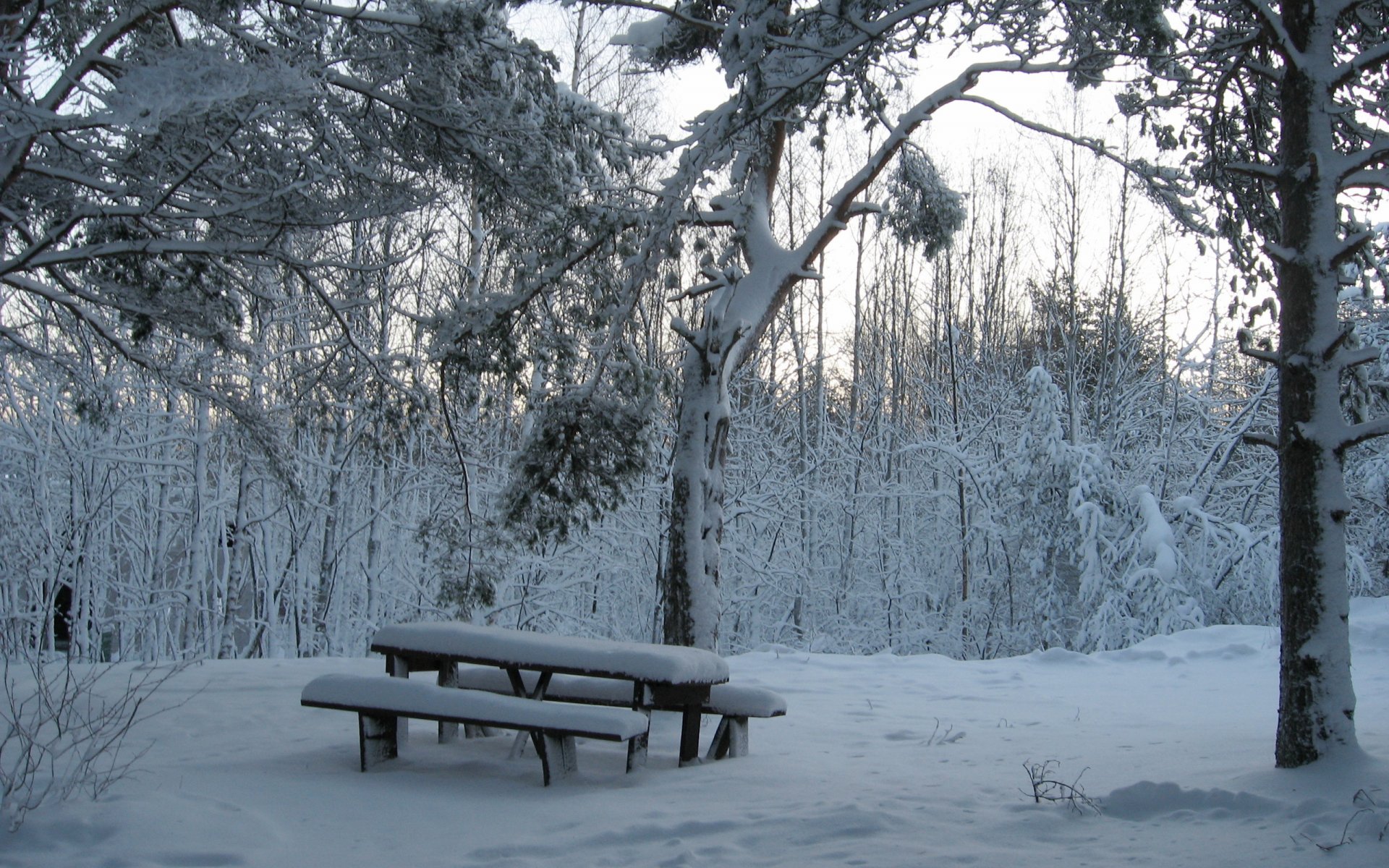 hiver forêt neige banc