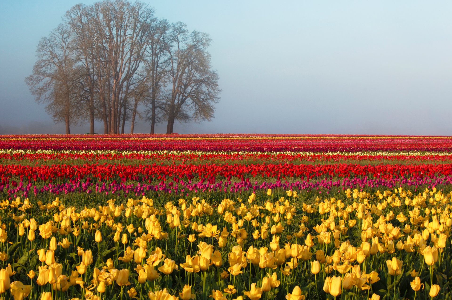 natur feld tulpen frühling baum himmel