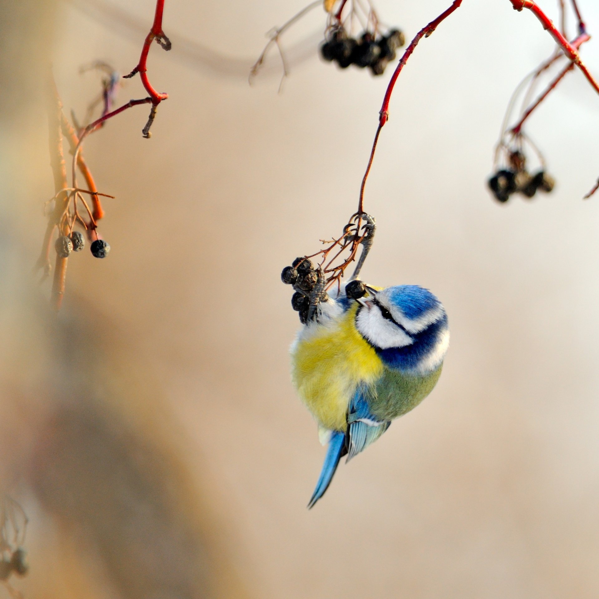 tit yellow blue poultry