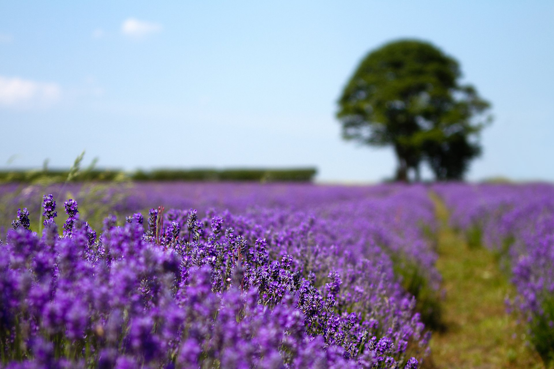 natur feld lavendel baum rosengewächse