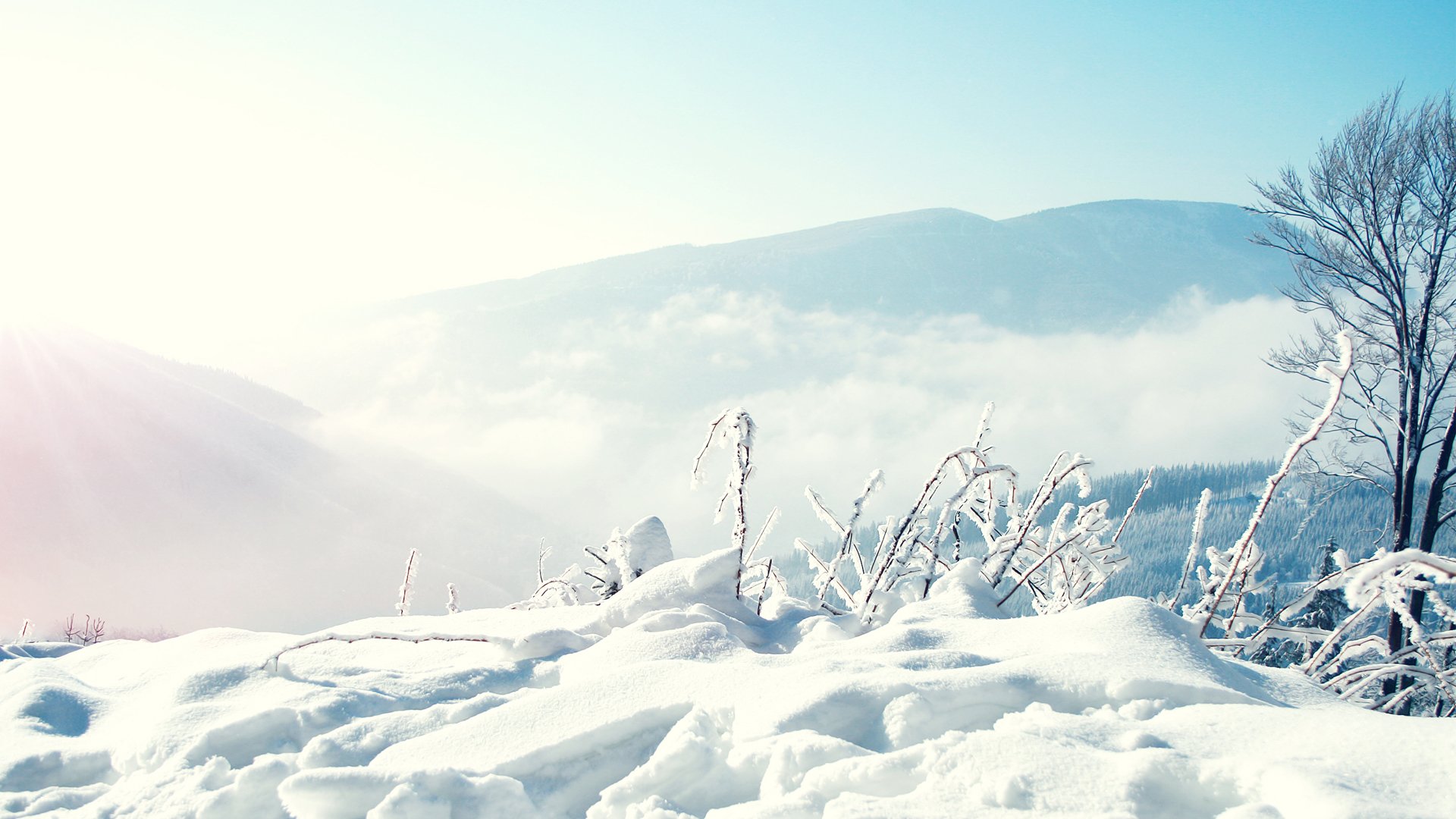 natur winter bedingungen wetter schnee drifts bäume berge nebel