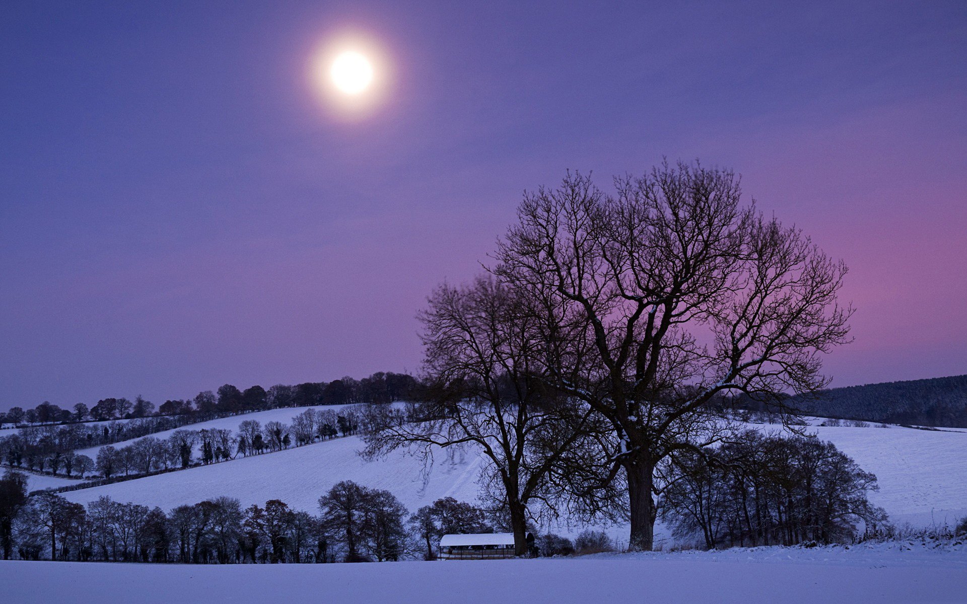 hiver neige colline arbres nuit lune violet ciel