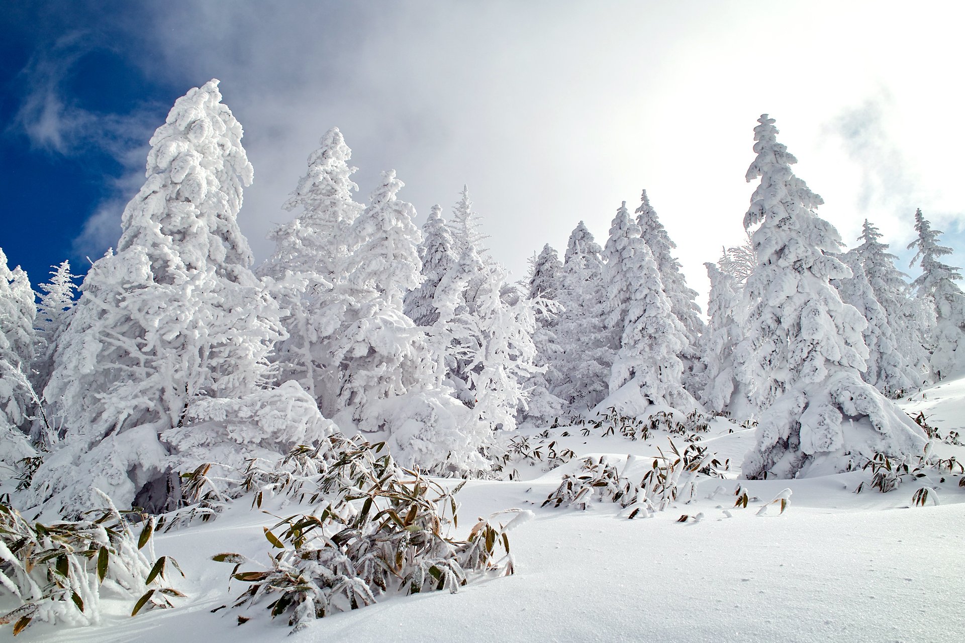 naturaleza bosque invierno nieve cielo