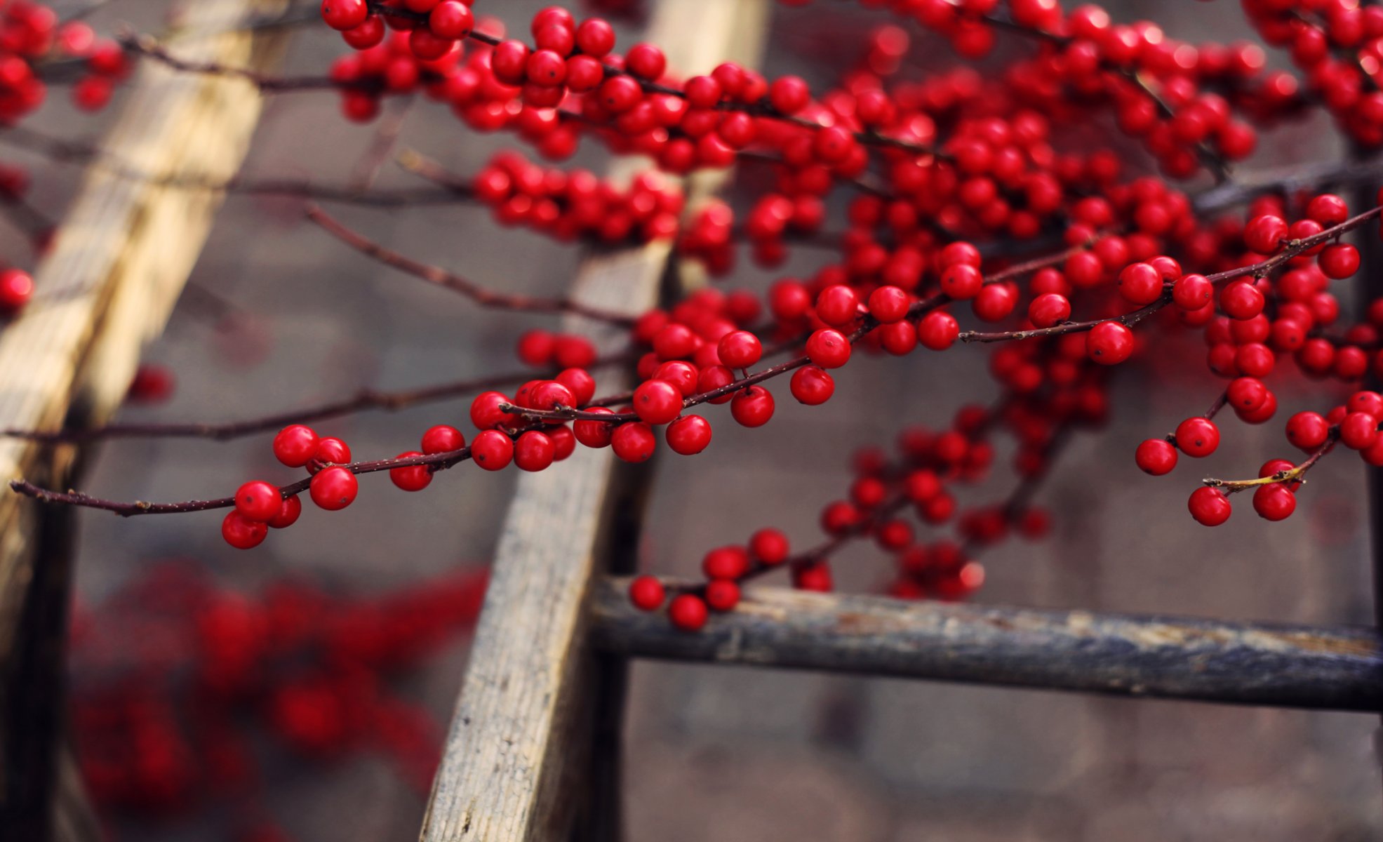 árbol fruta bayas rojo maduro sabroso ramas escalera arriba