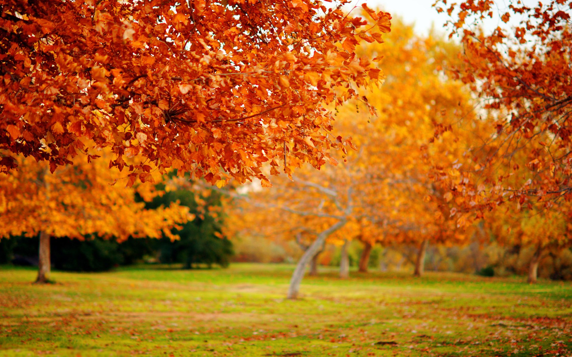 nature gros plan arbre arbres automne papier peint d automne feuillage chute de feuilles feuilles feuilles feuille feuille feuilles feuilles papier peint feuille papier peint mise au point