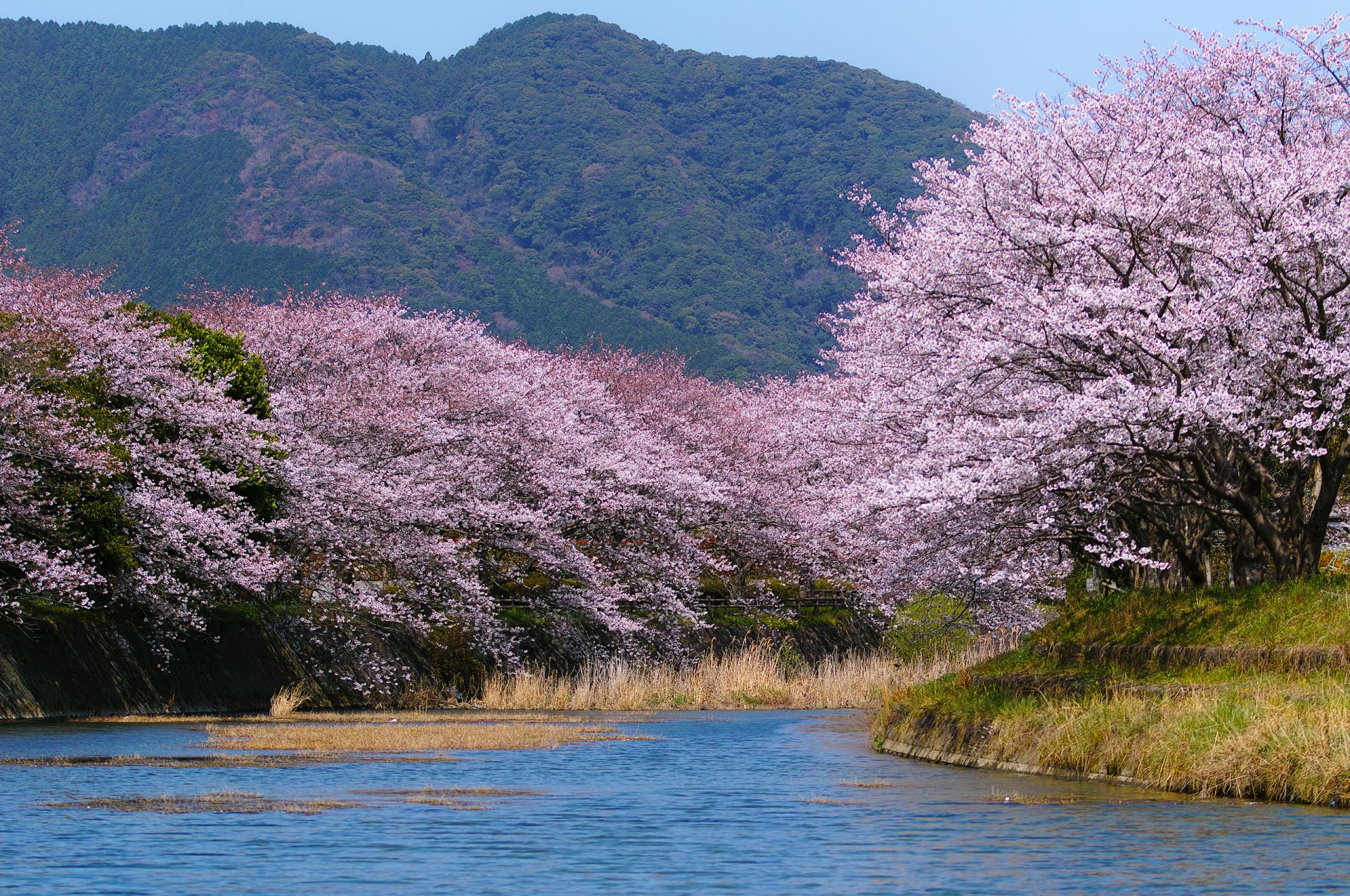 japan spring sakura bloom river supplies mountain