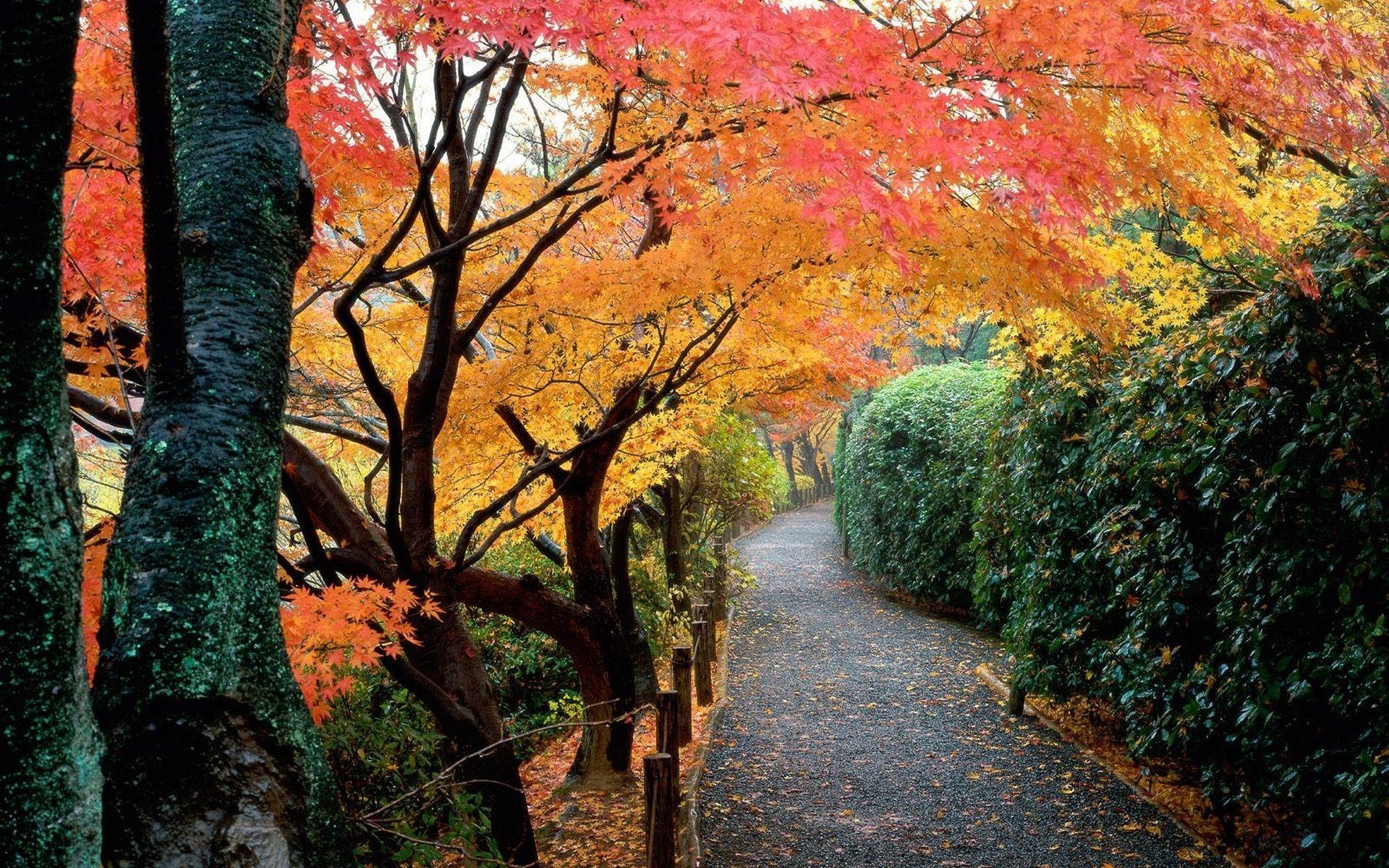 japan autumn park supplies tree leaves bush track