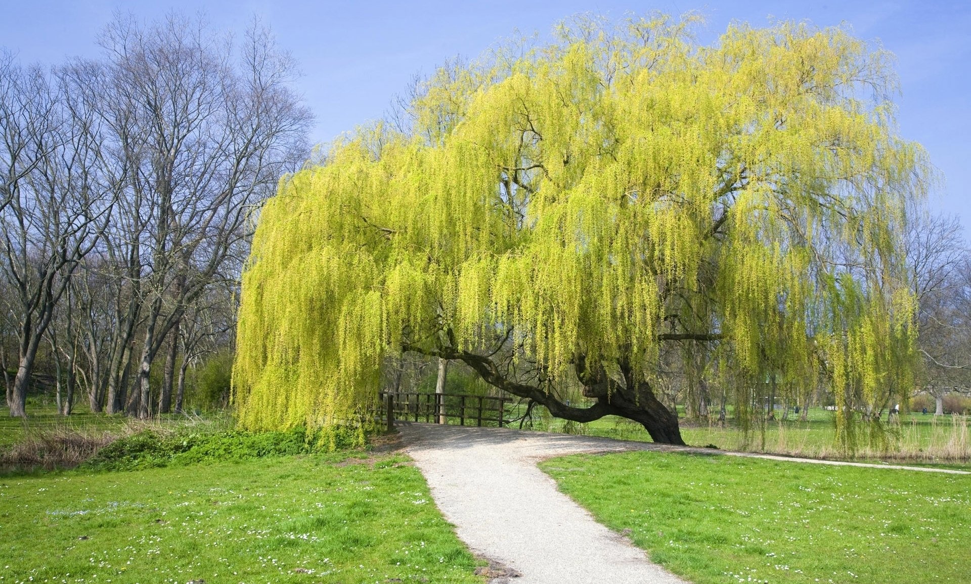 baum hellgrün krone zweige park brücke gras bahn himmel blau