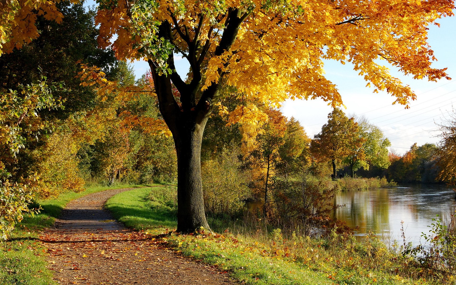 jesień drzewo park