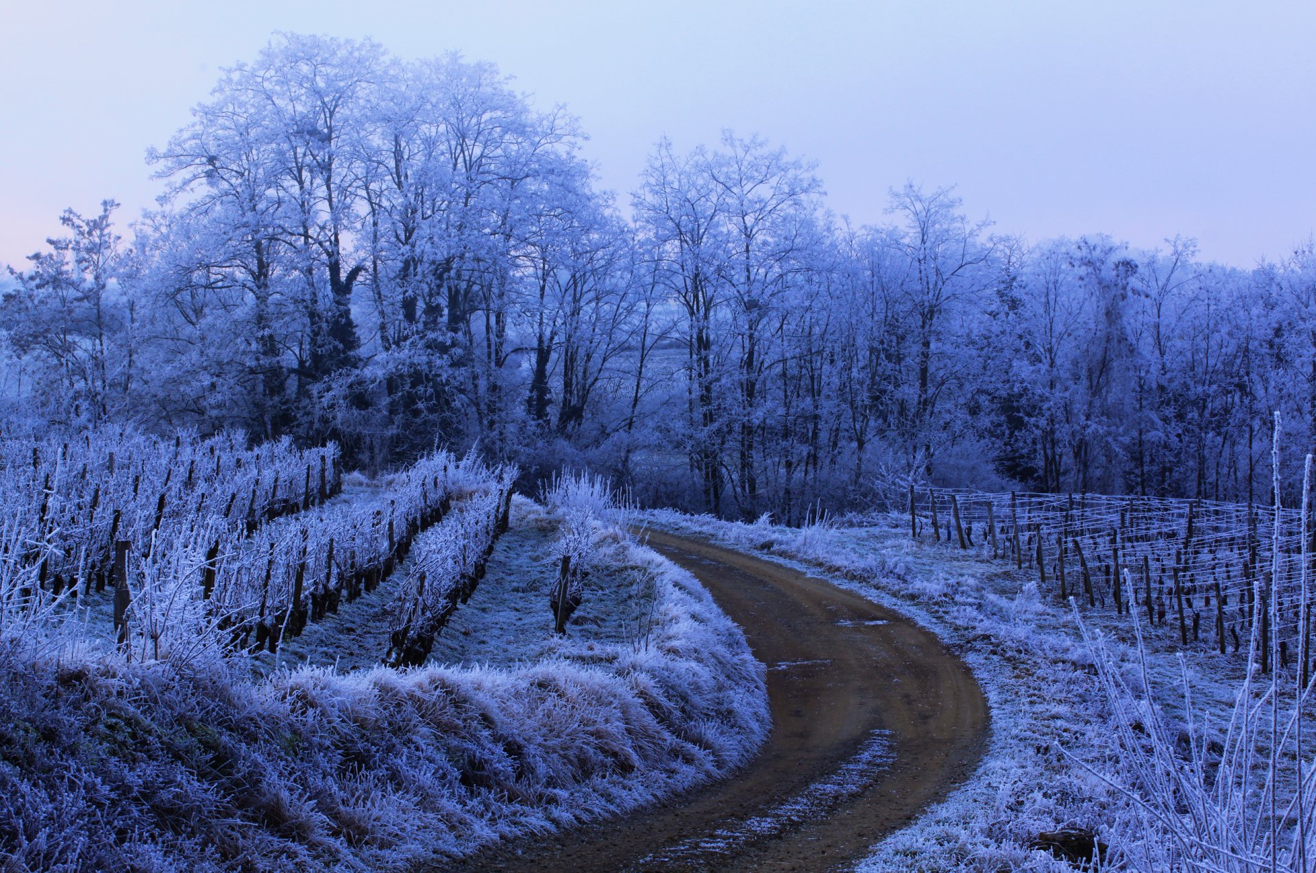 naturaleza invierno carretera escarcha