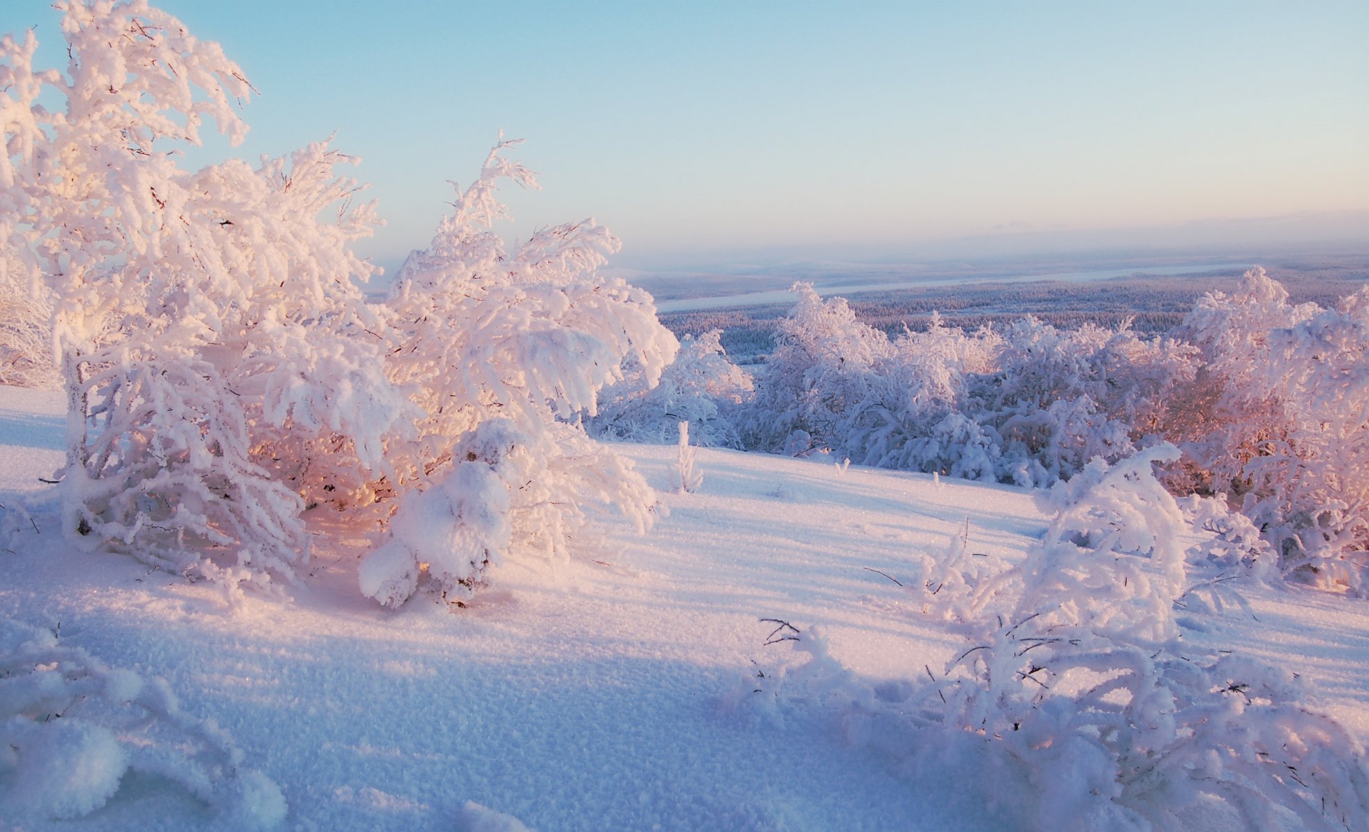 hiver neige arbres horizon ciel ensoleillé lumière