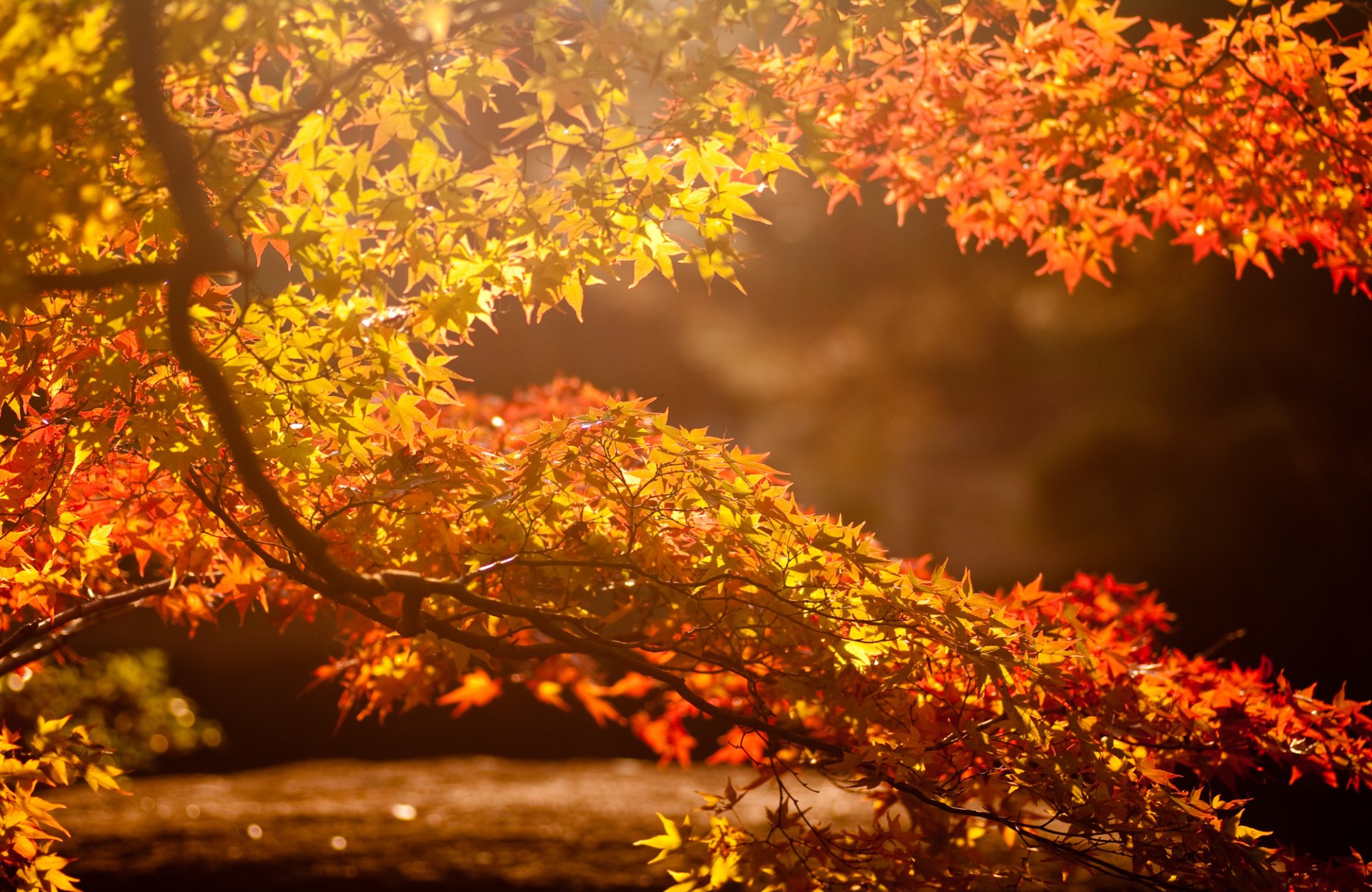 albero ramo foglie sole autunno abbagliamento sfondo