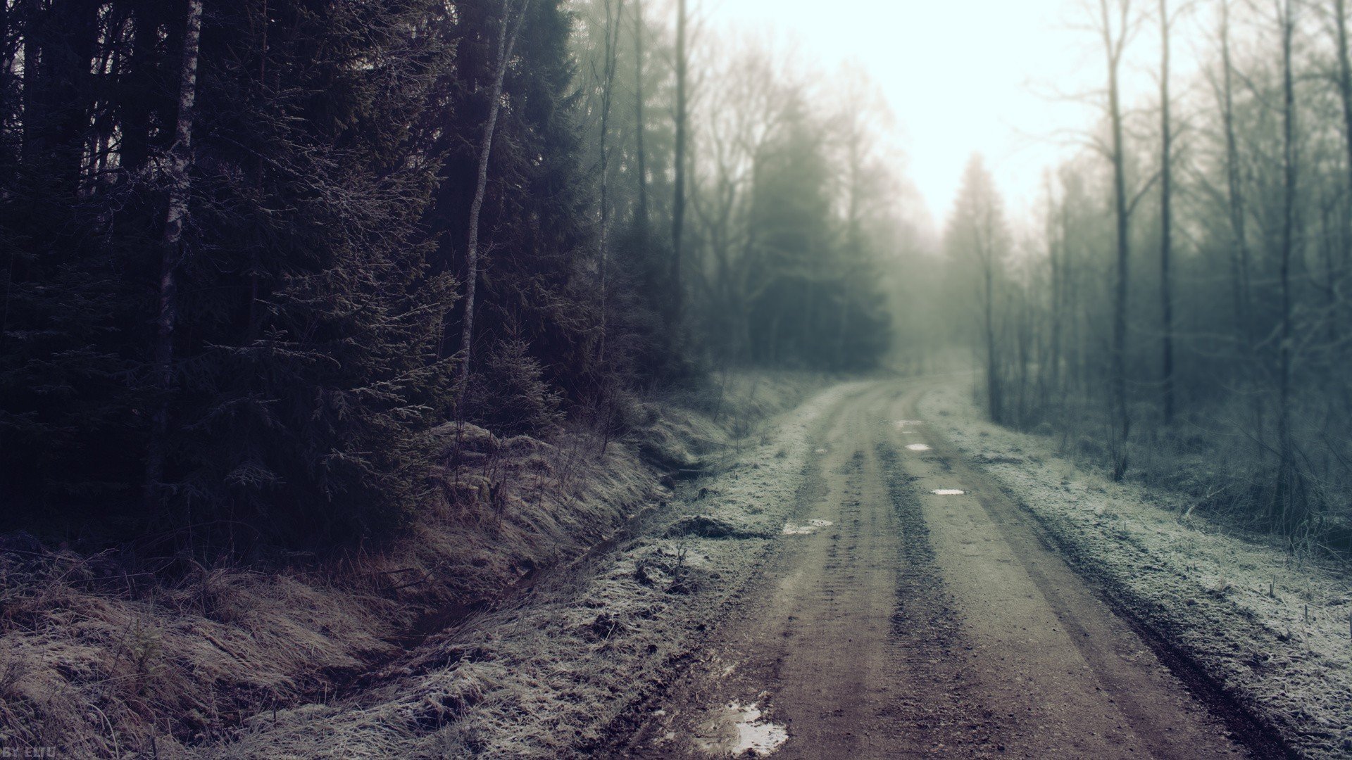 forest road dirt