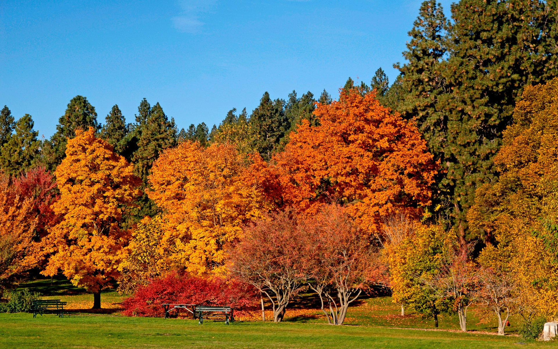 herbst bäume in gold schönheit