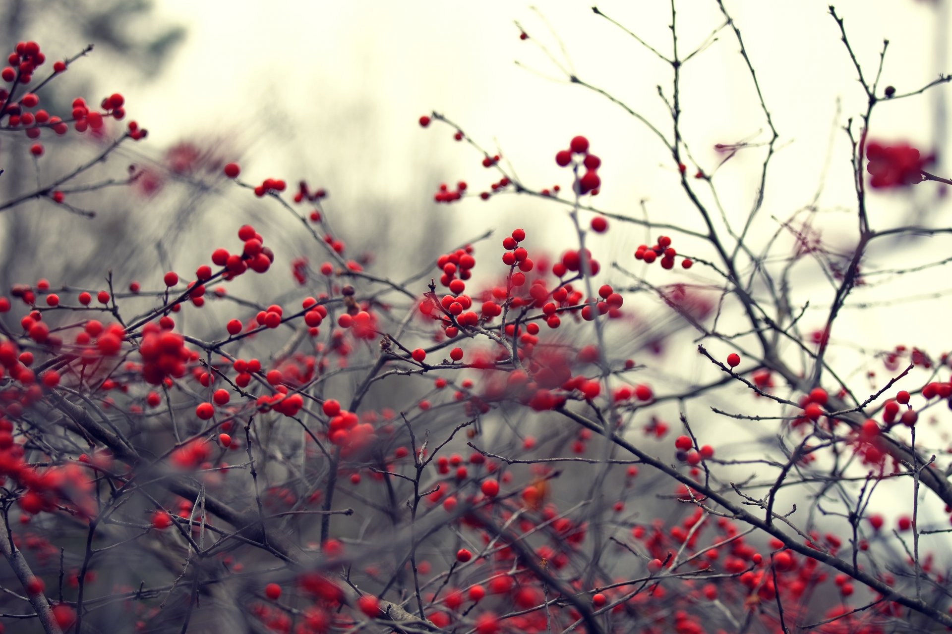 nature plante branches branches rouge baies flou fond fond d écran