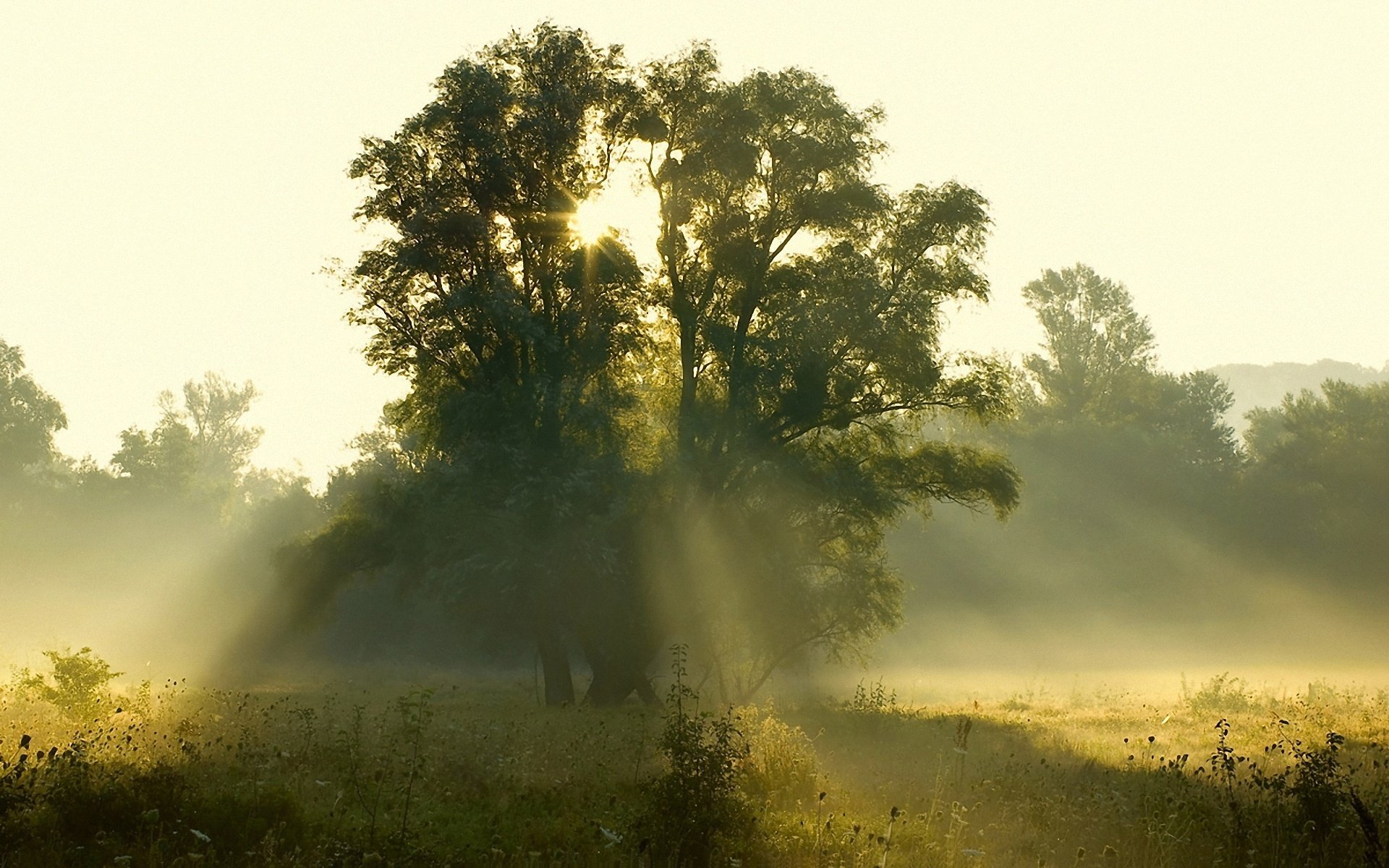 mattina alba sole luce raggi alberi radura foresta