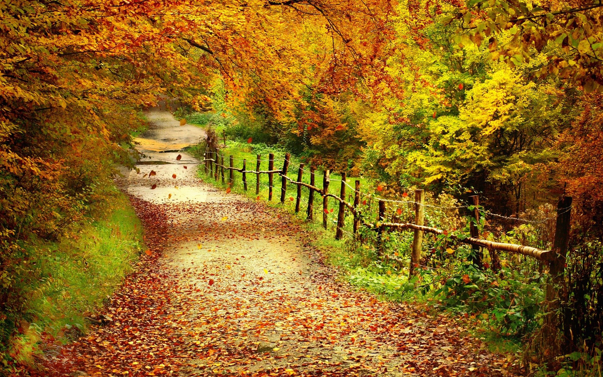 herbst wald bäume blätter fußweg zaun