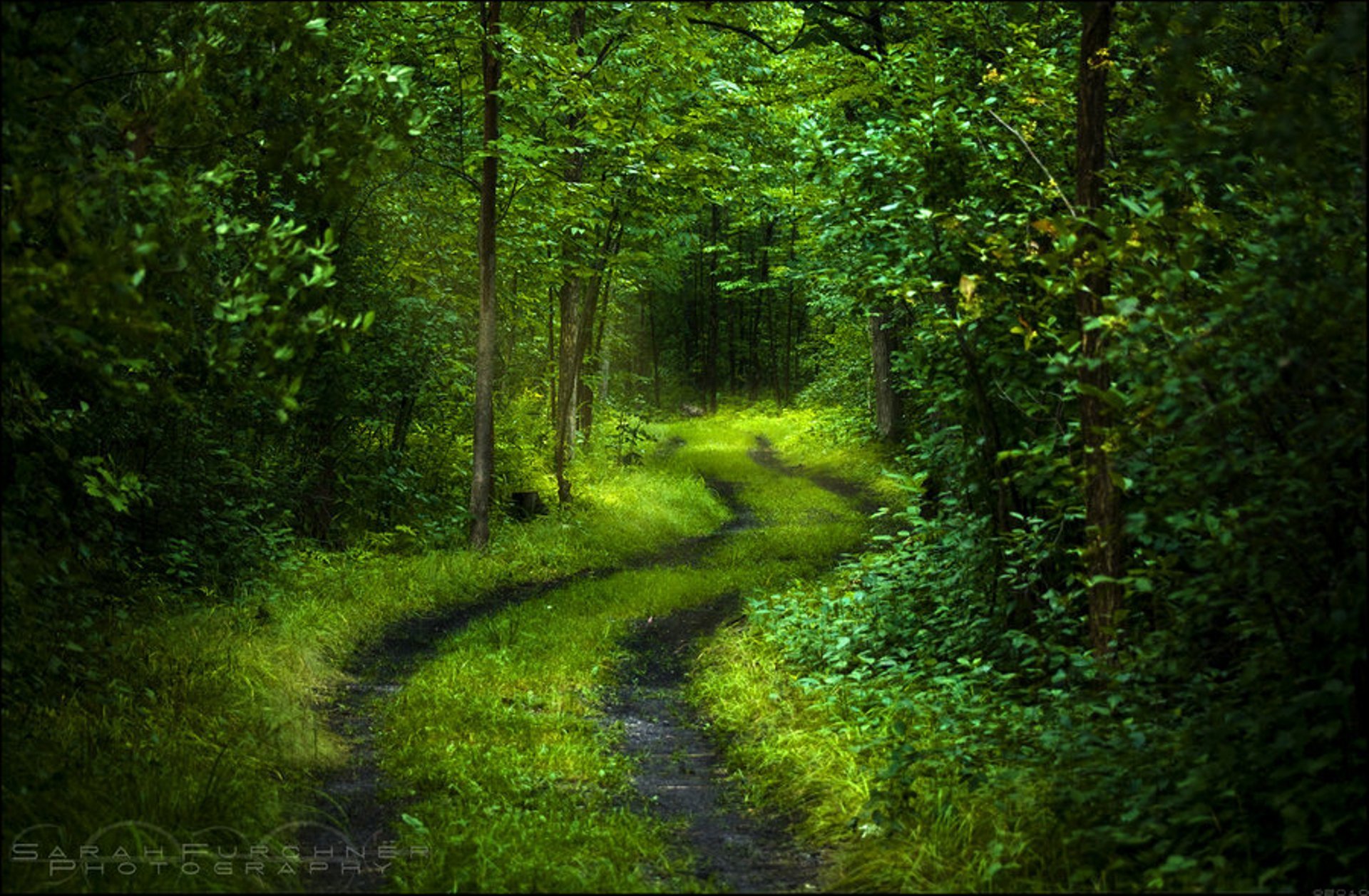 forest tree road freshness light foliage green mysterious of mind nature mood