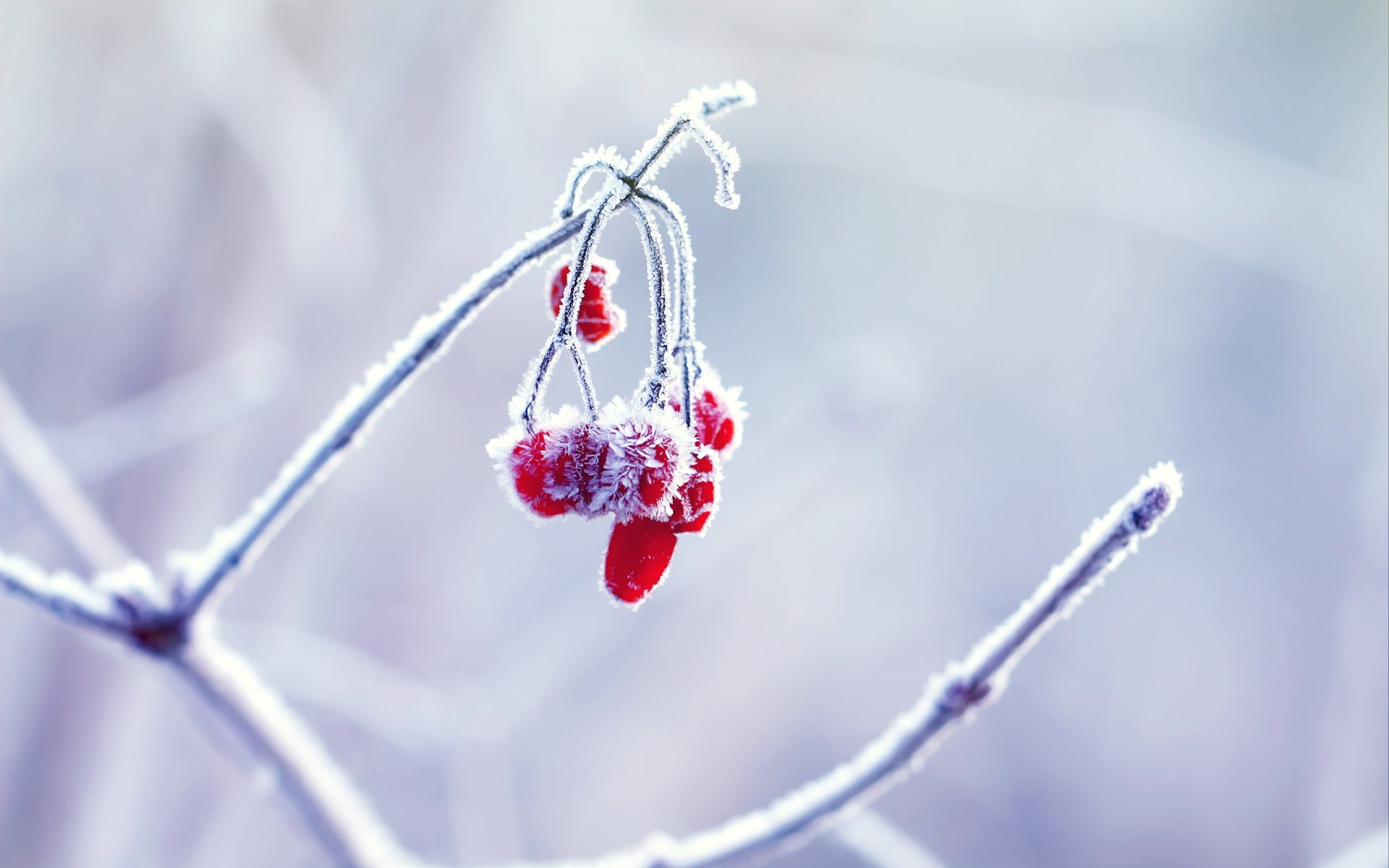 nature winter close up