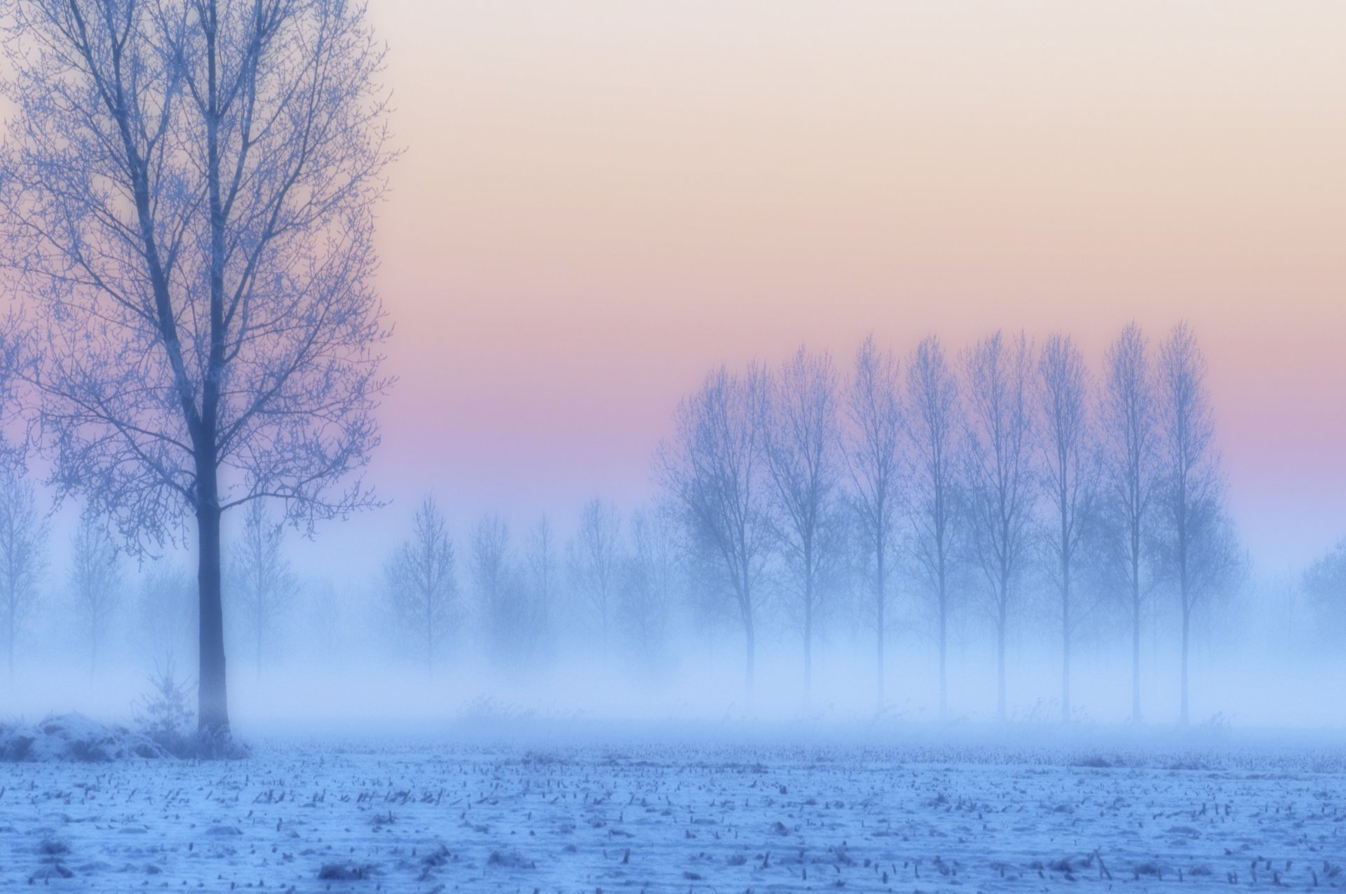 inverno neve gelo alberi campo rosa lilla tramonto crepuscolo blu nebbia foschia