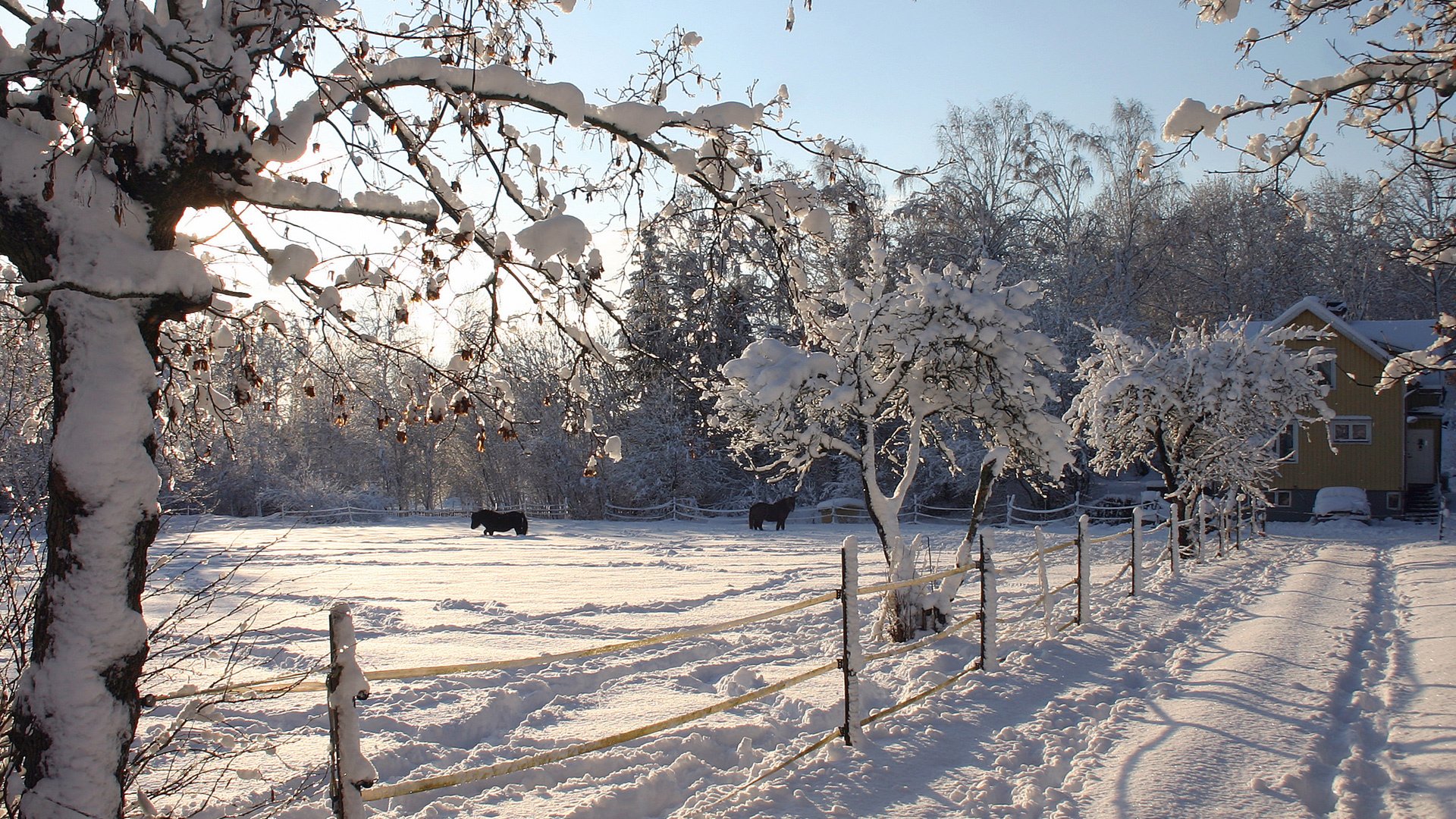 nature winter horse