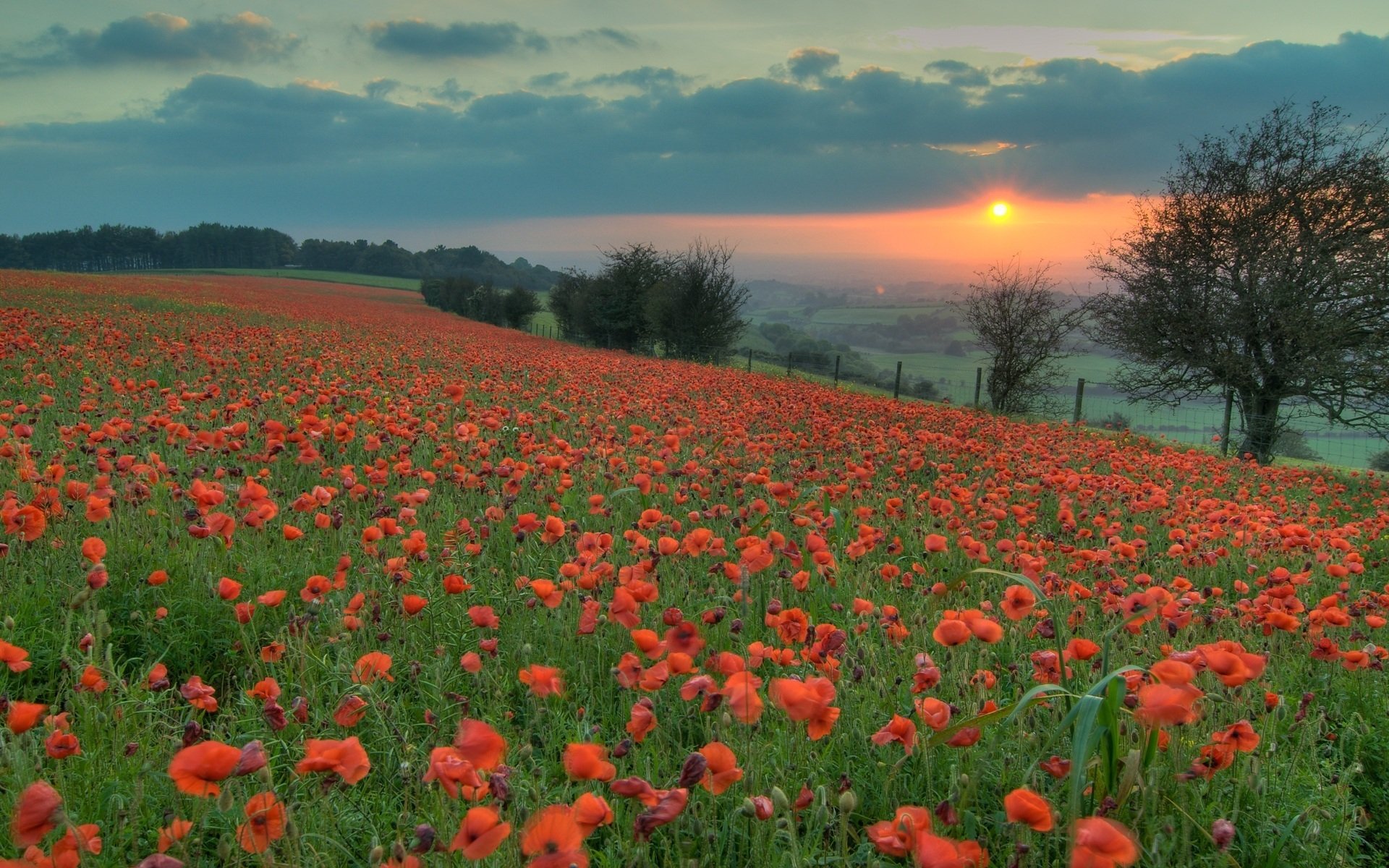 night orange sunset sun the field poppies red flower