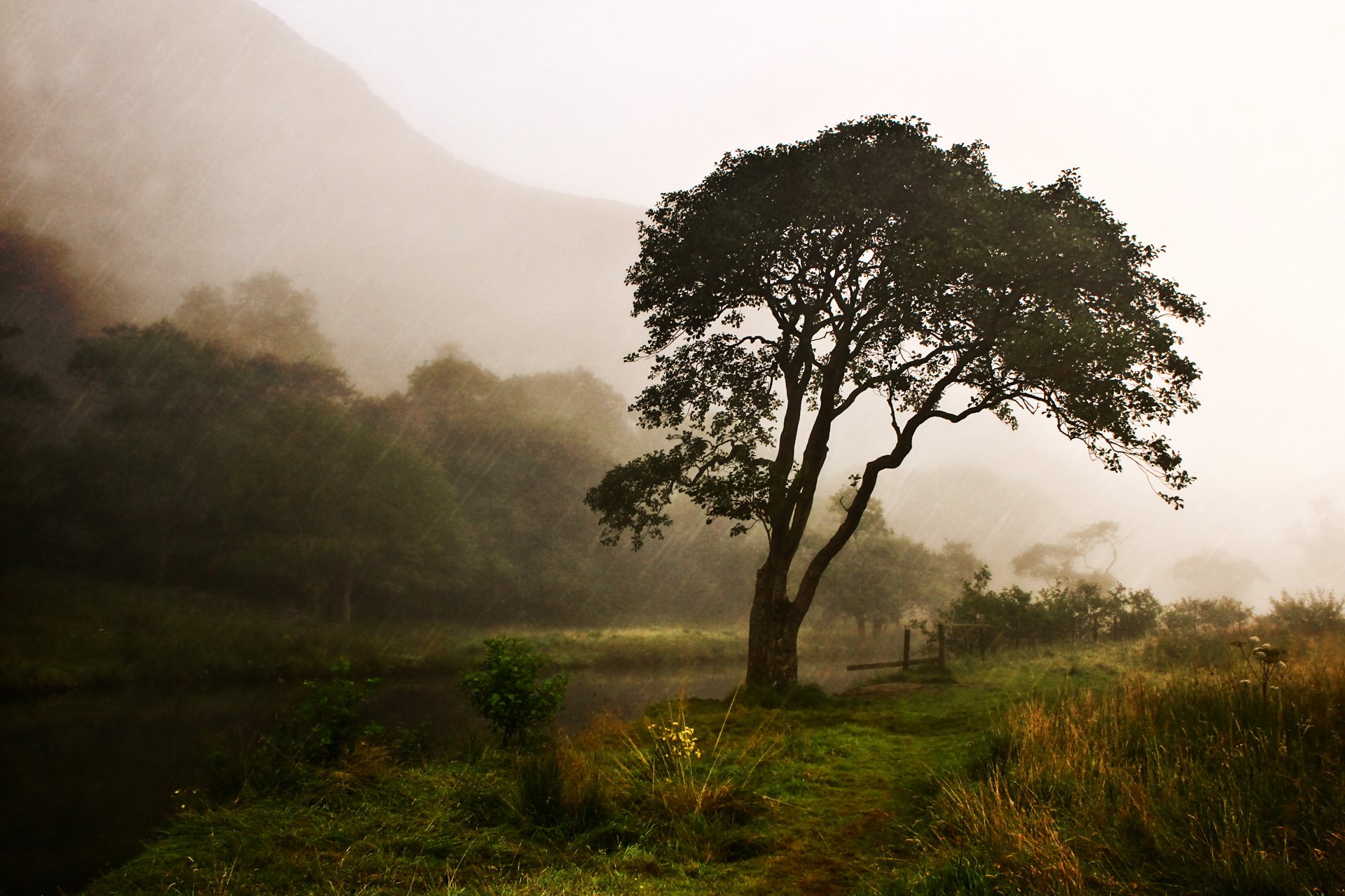 natur fluss baum regen