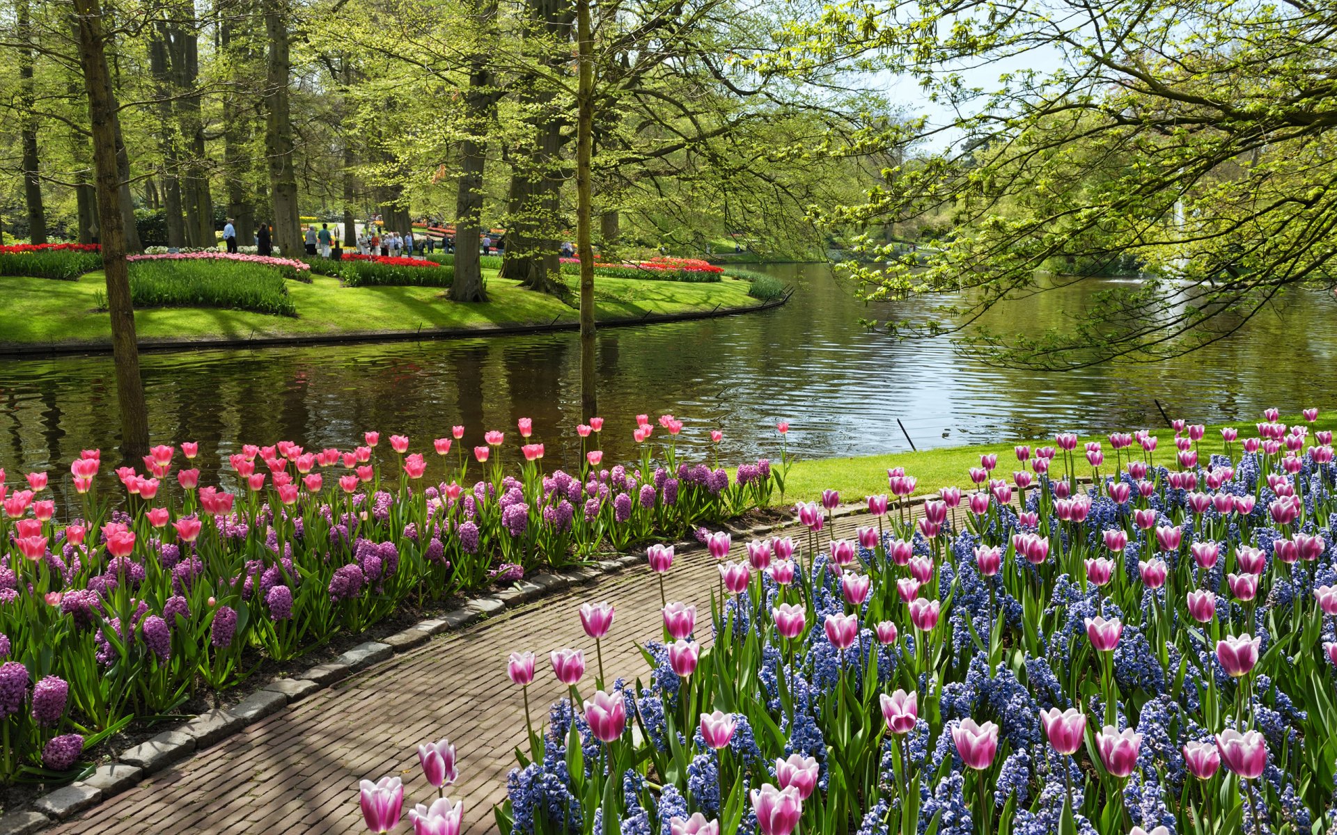 keukenhof garden of europe netherlands park flowers tulips summer pond water