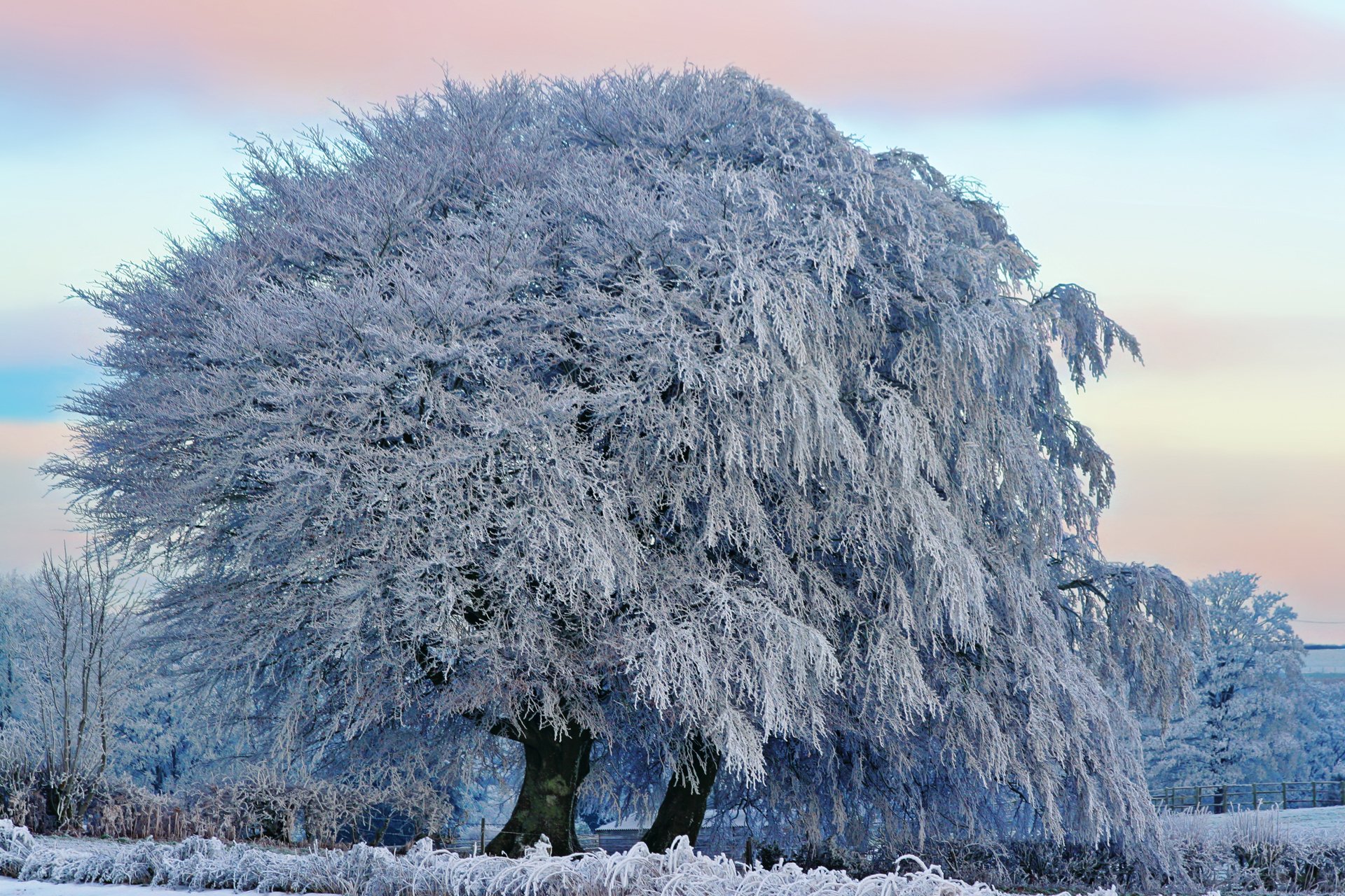 natura zima drzewo szron niebo chmury