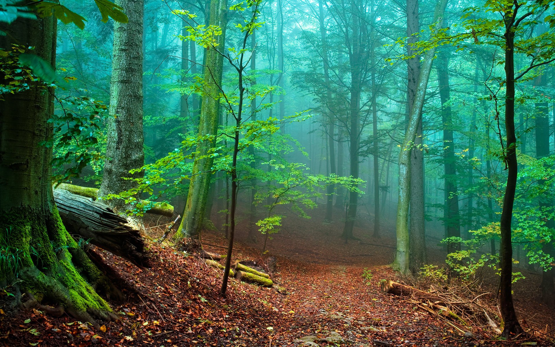 forêt arbres brouillard