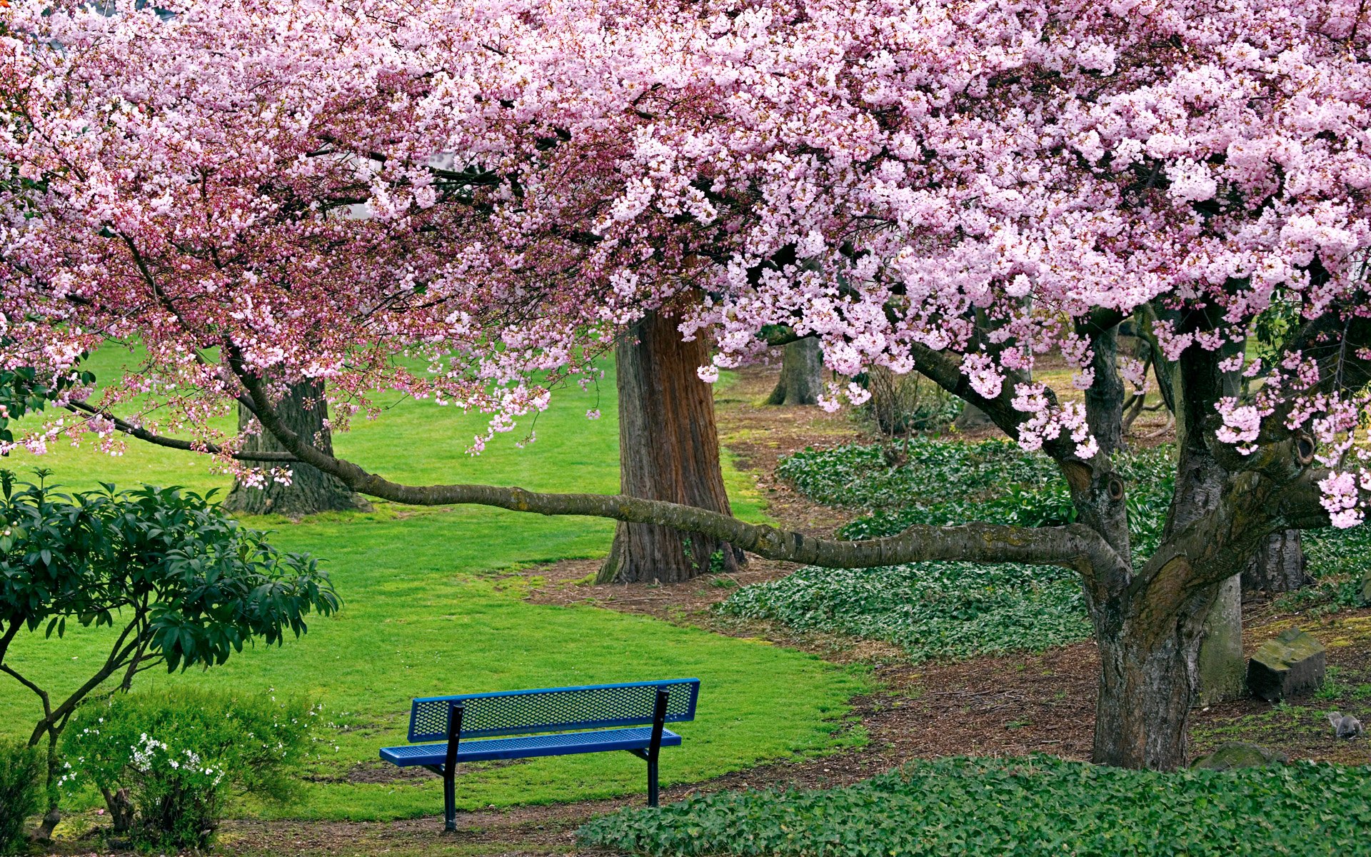 natura drzewa sakura kwiat wiśni park ławka ławka