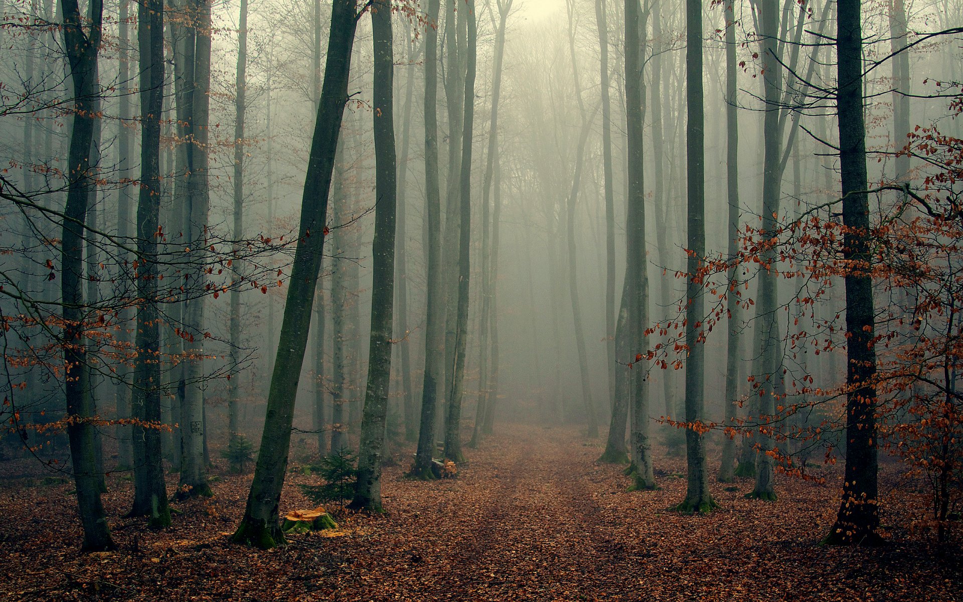 foggy wood forest tree autumn foliage branches fog