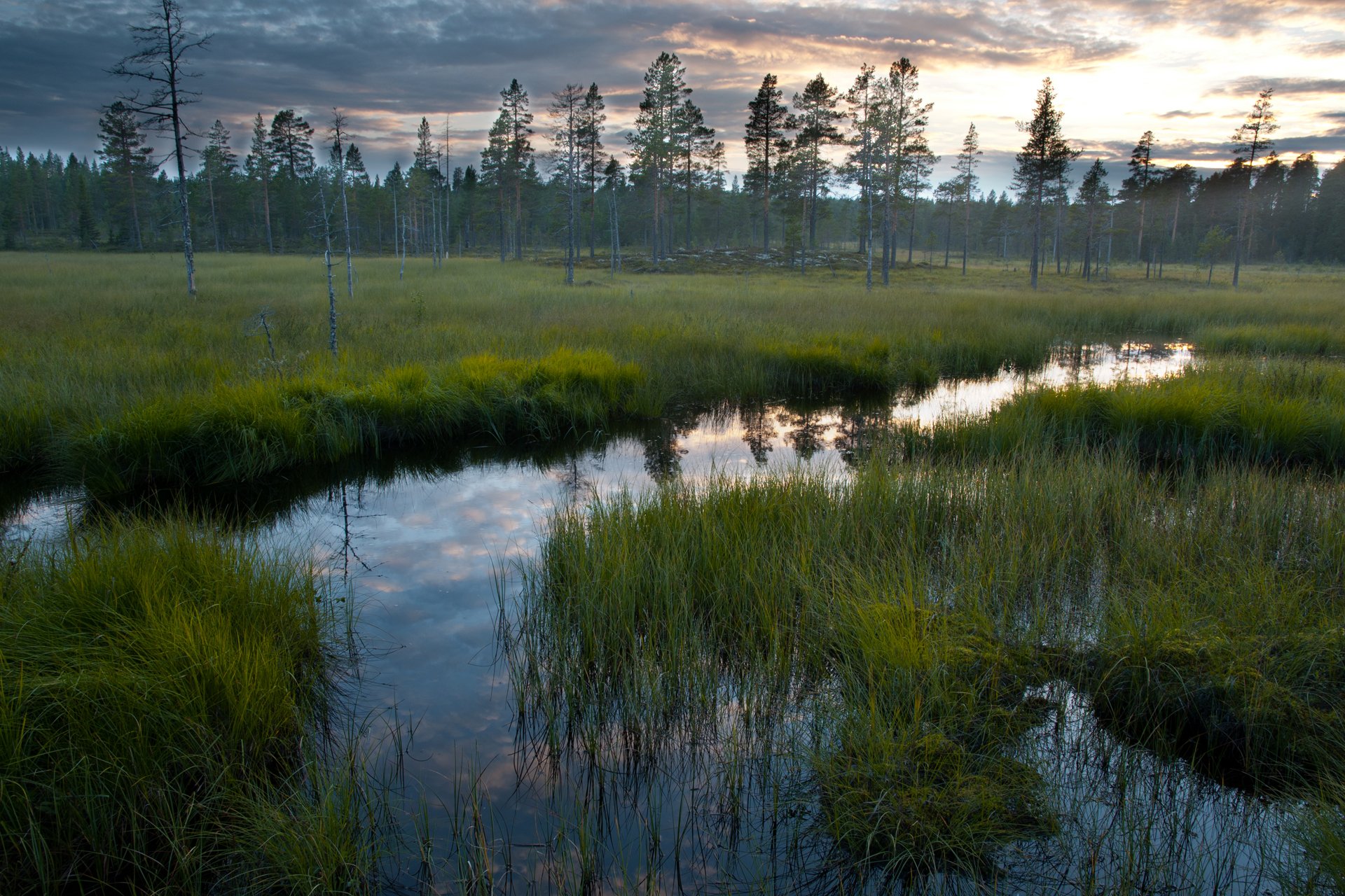 nature forest swamp water sky grass reflection