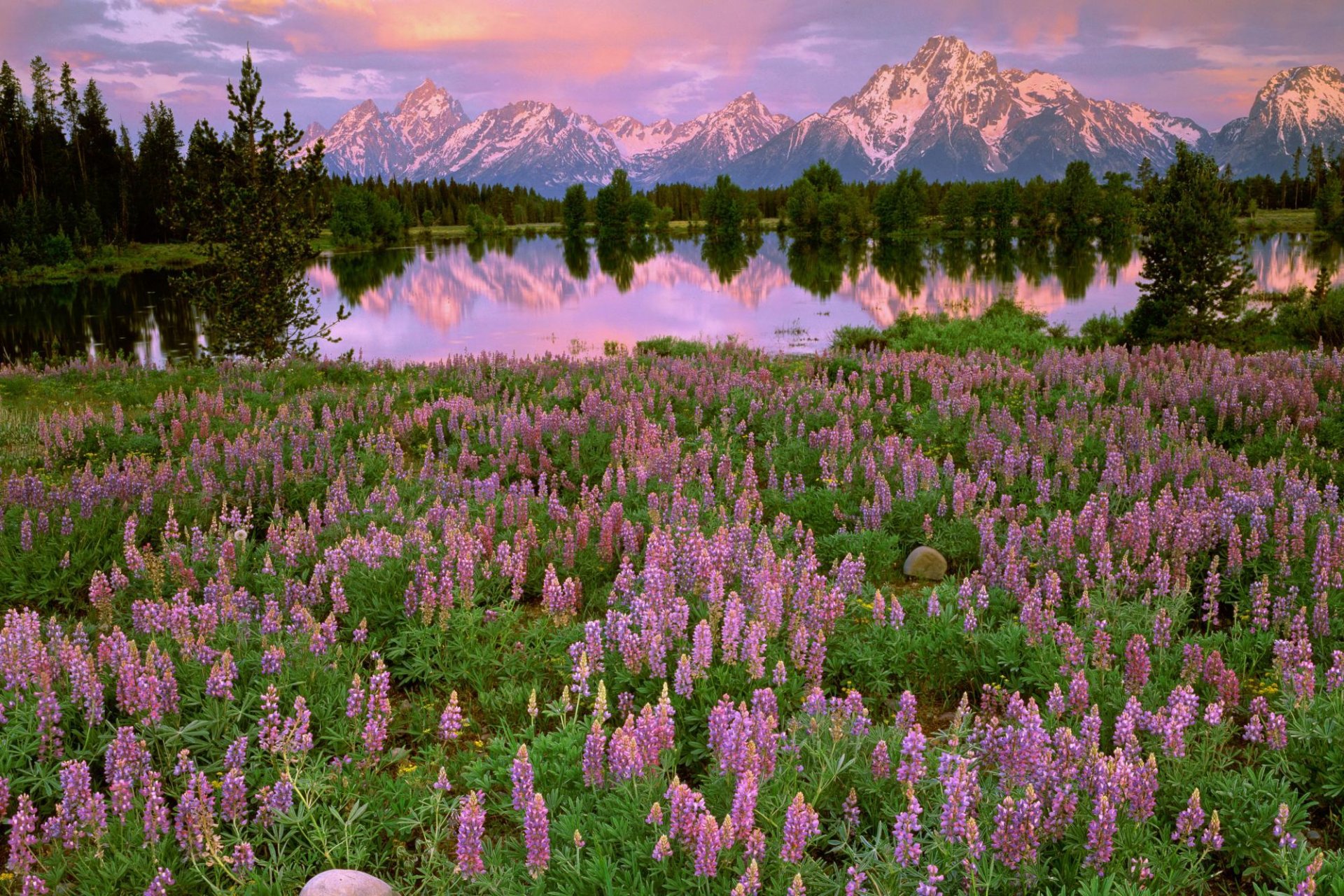 mountains lake flowers meadow field pink trees reflection sunset