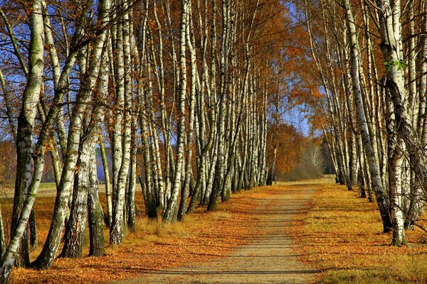 Осенняя аллея из желтых деревьев